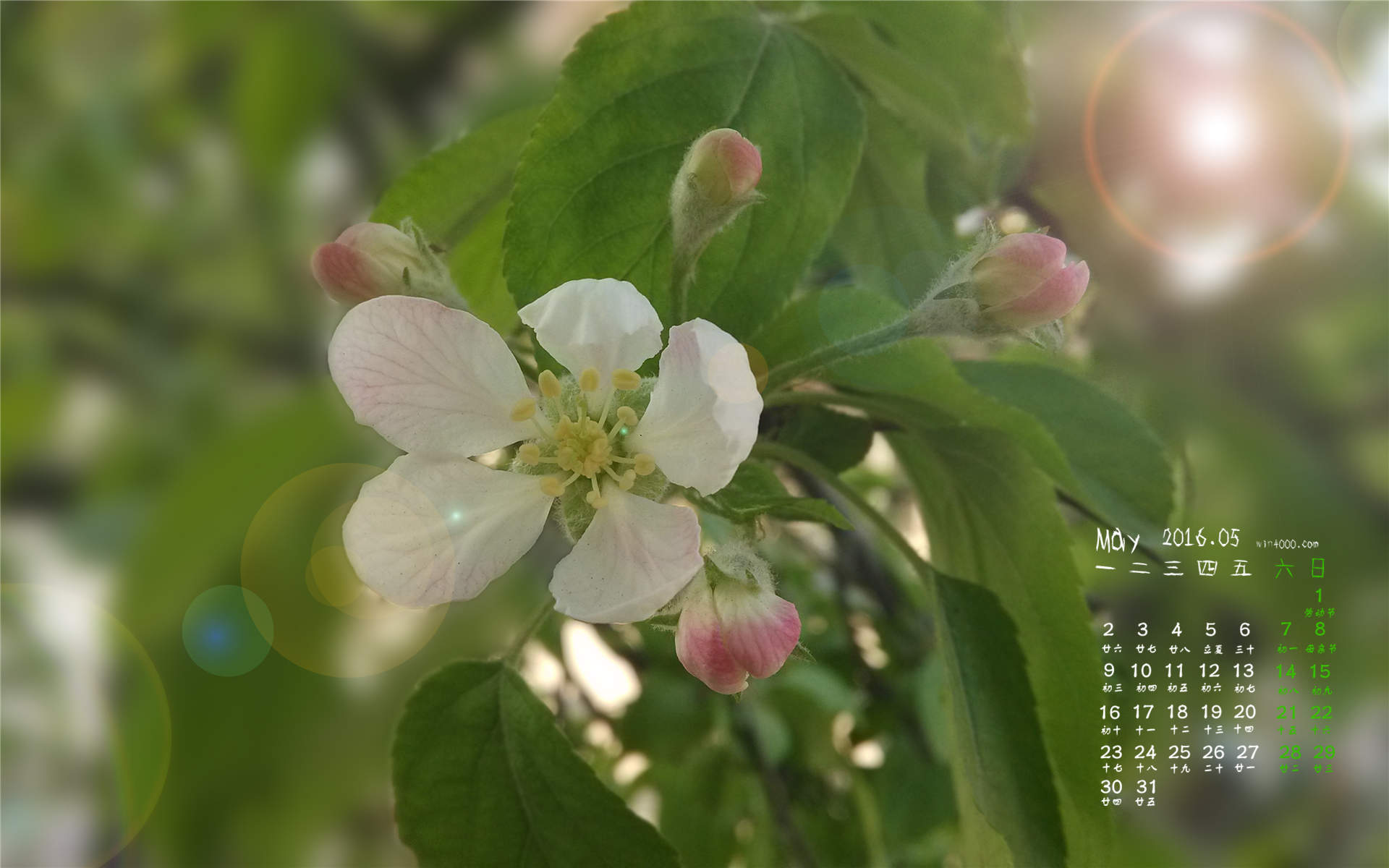 倪妮春日梨花大片高清桌面壁纸图片