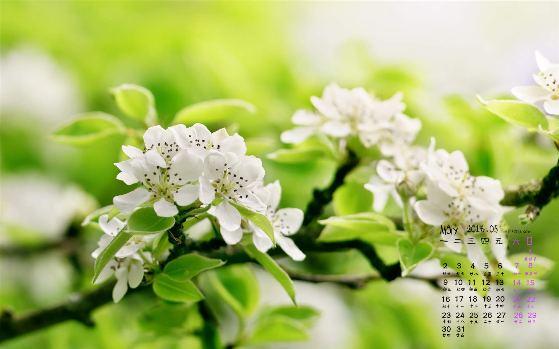 倪妮春日梨花大片高清桌面壁纸图片