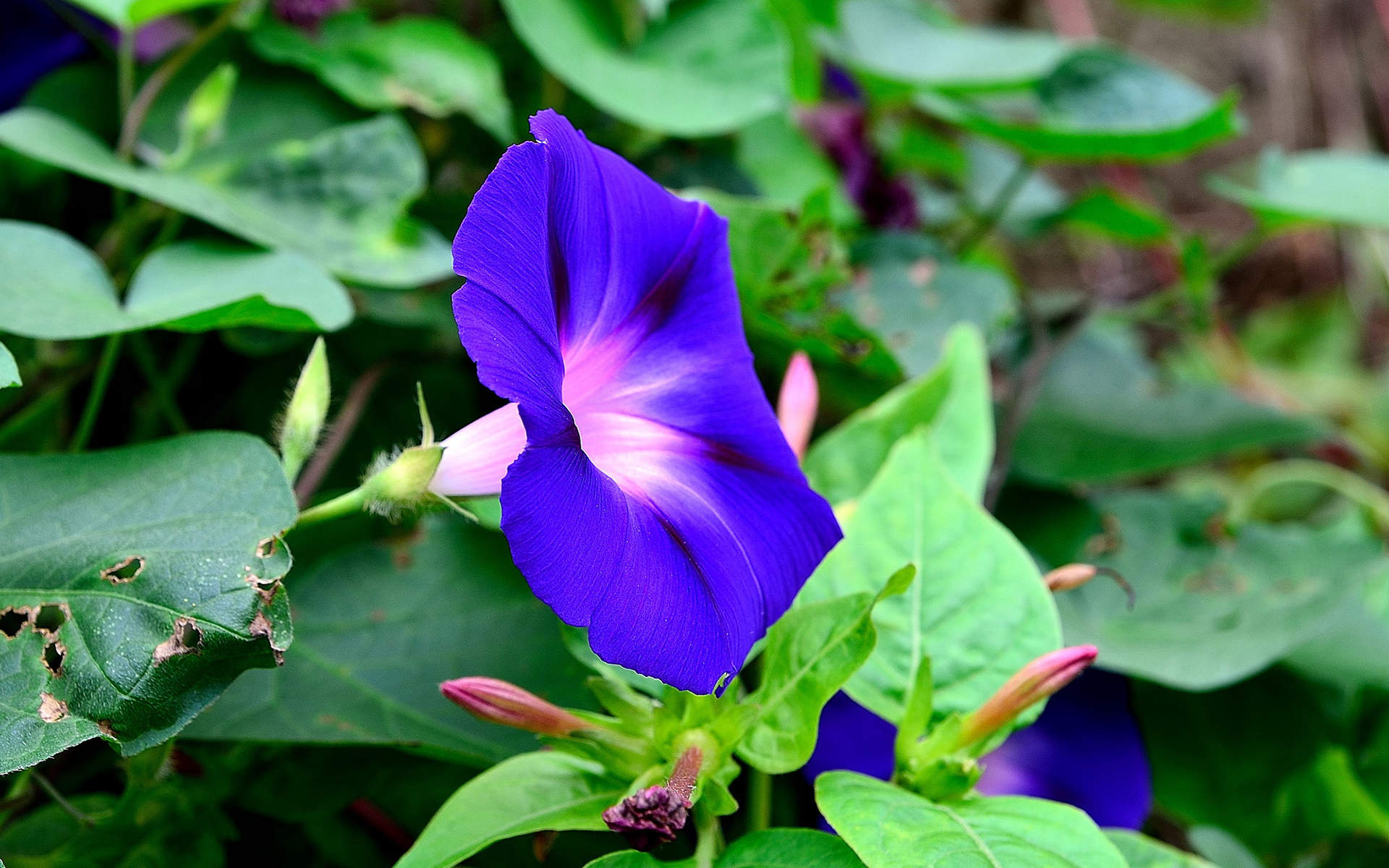 牵牛花图片