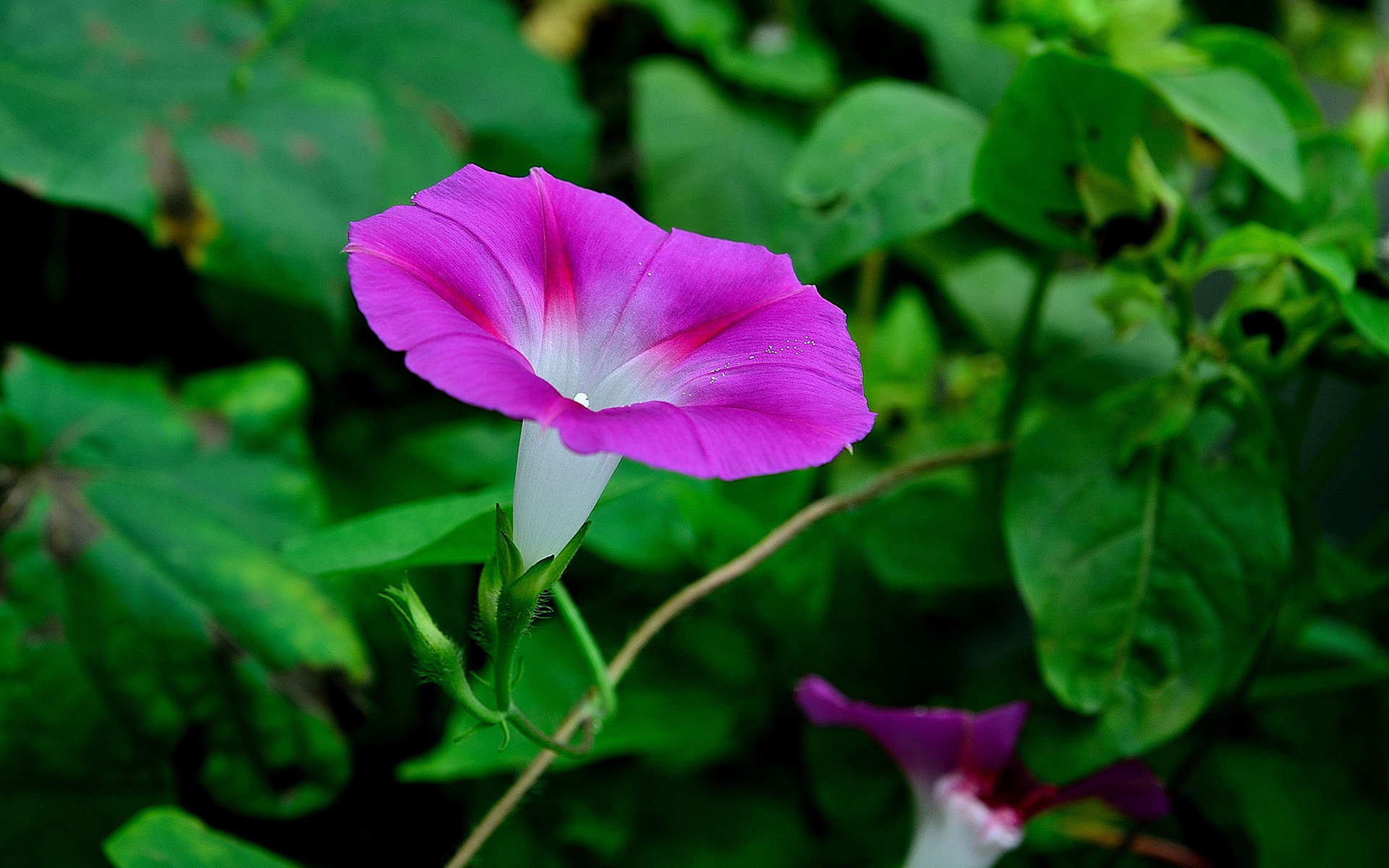 牵牛花图片