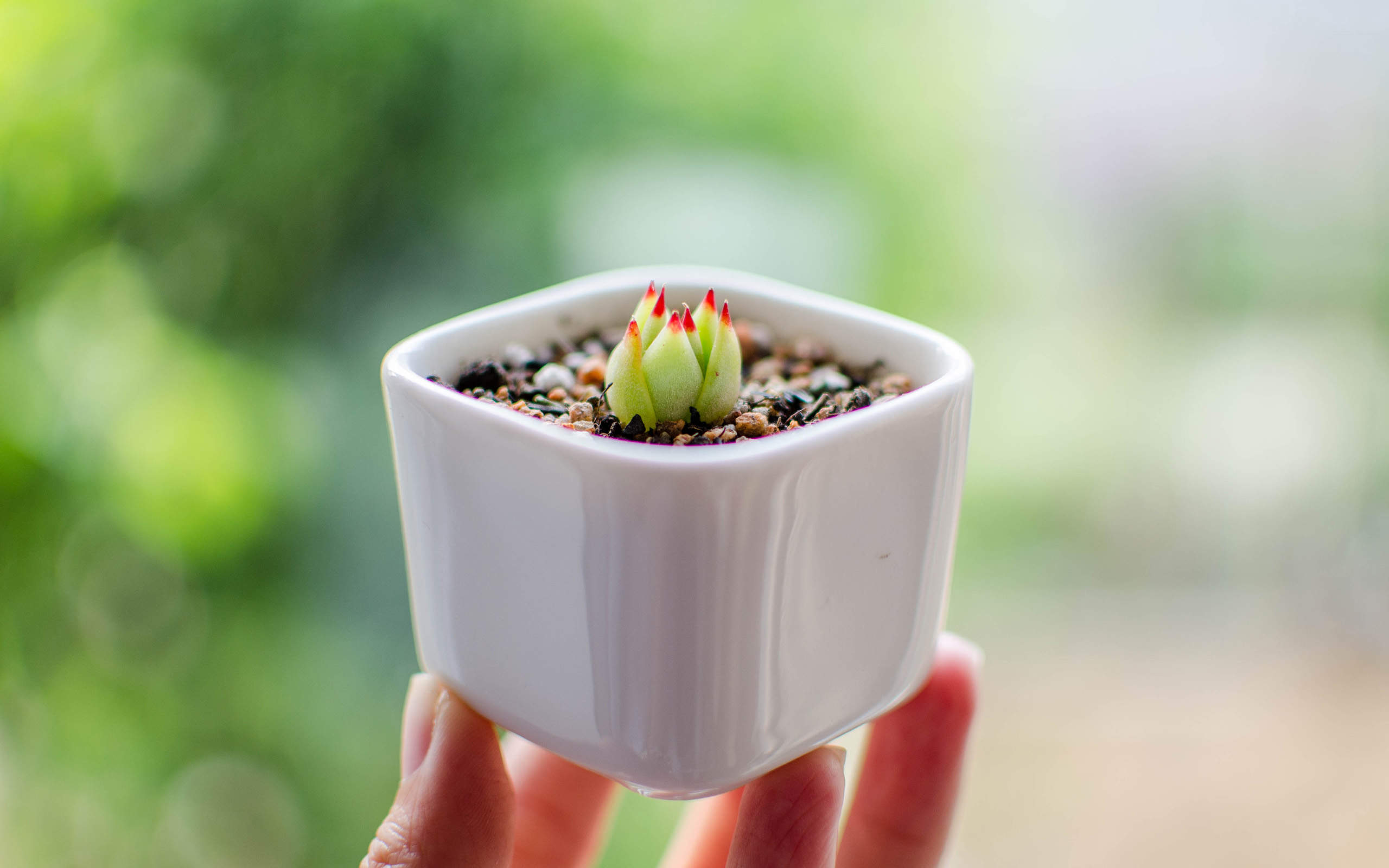 多肉植物图片