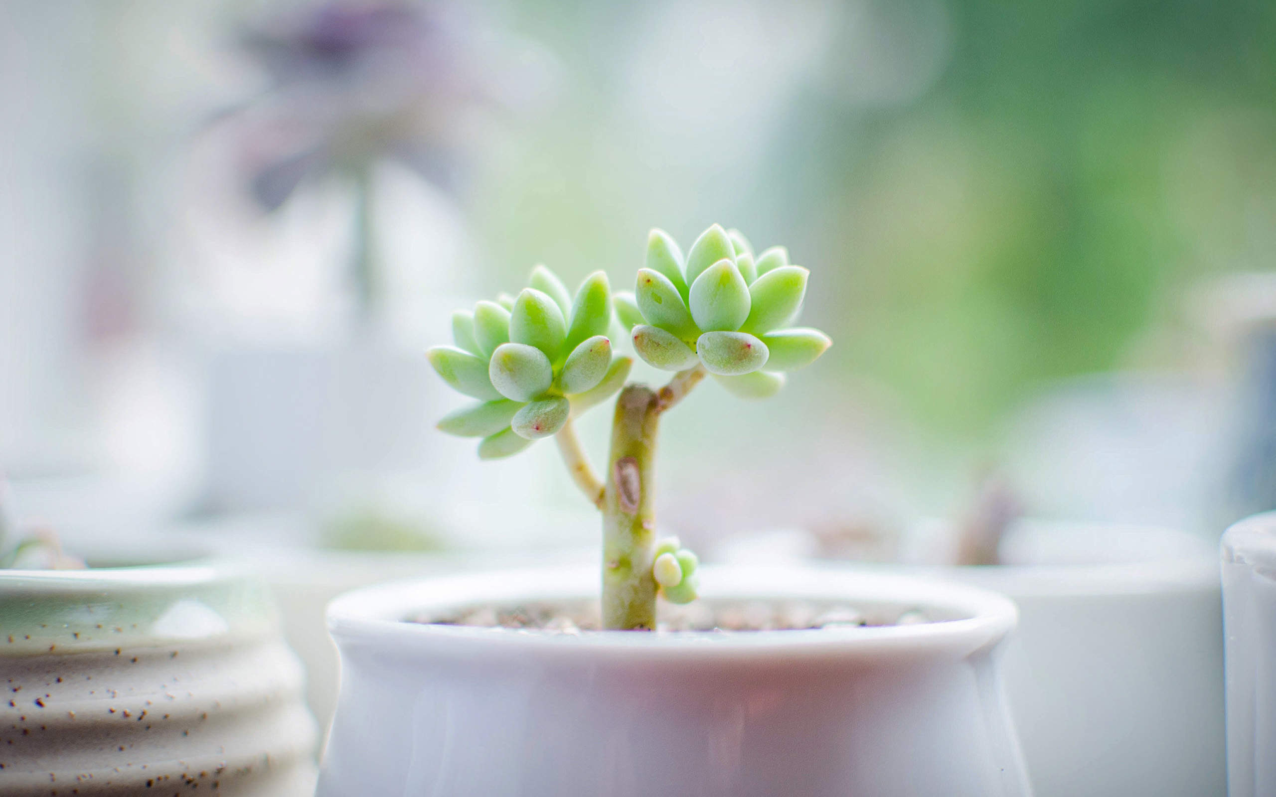 多肉植物图片