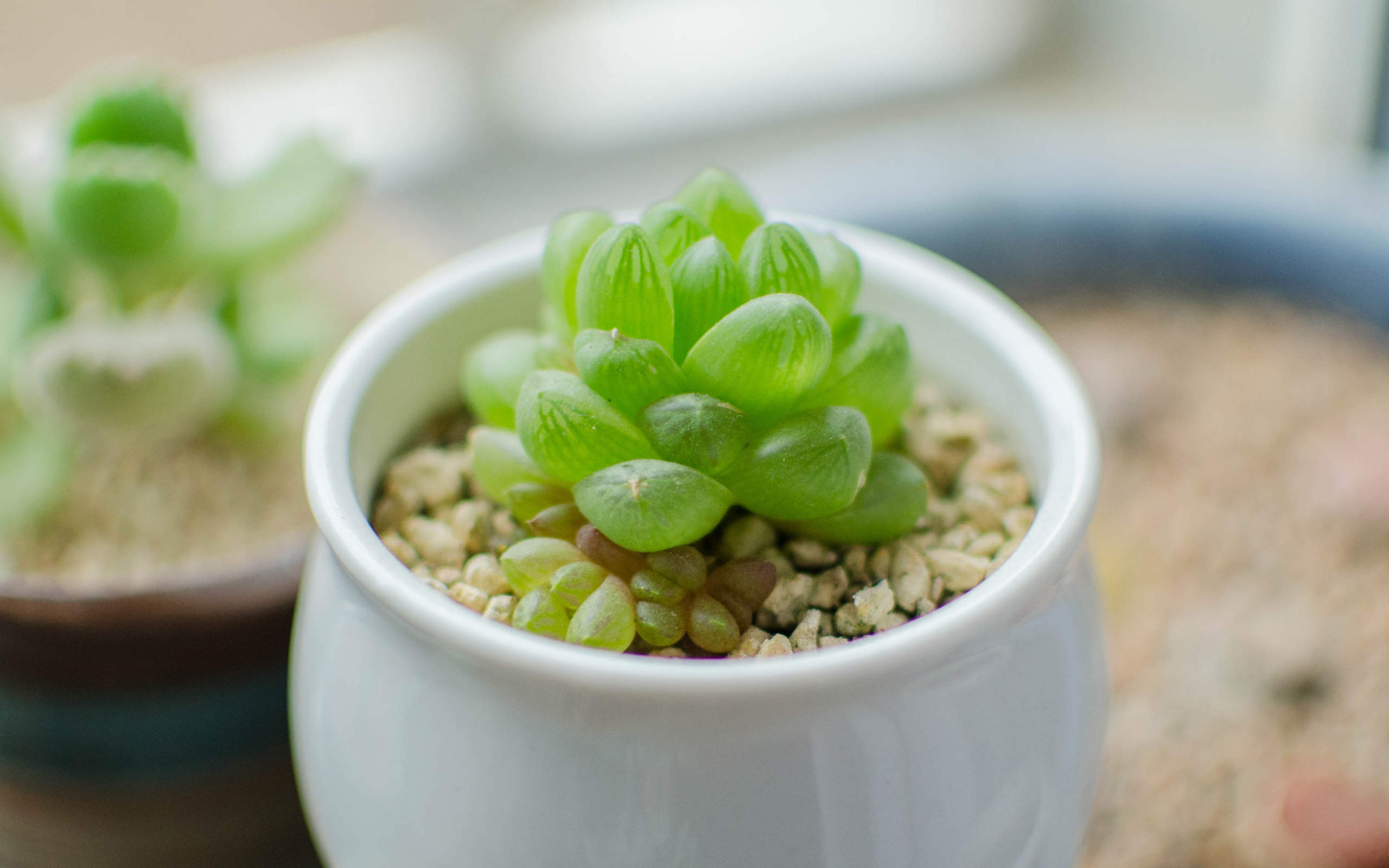 多肉植物图片