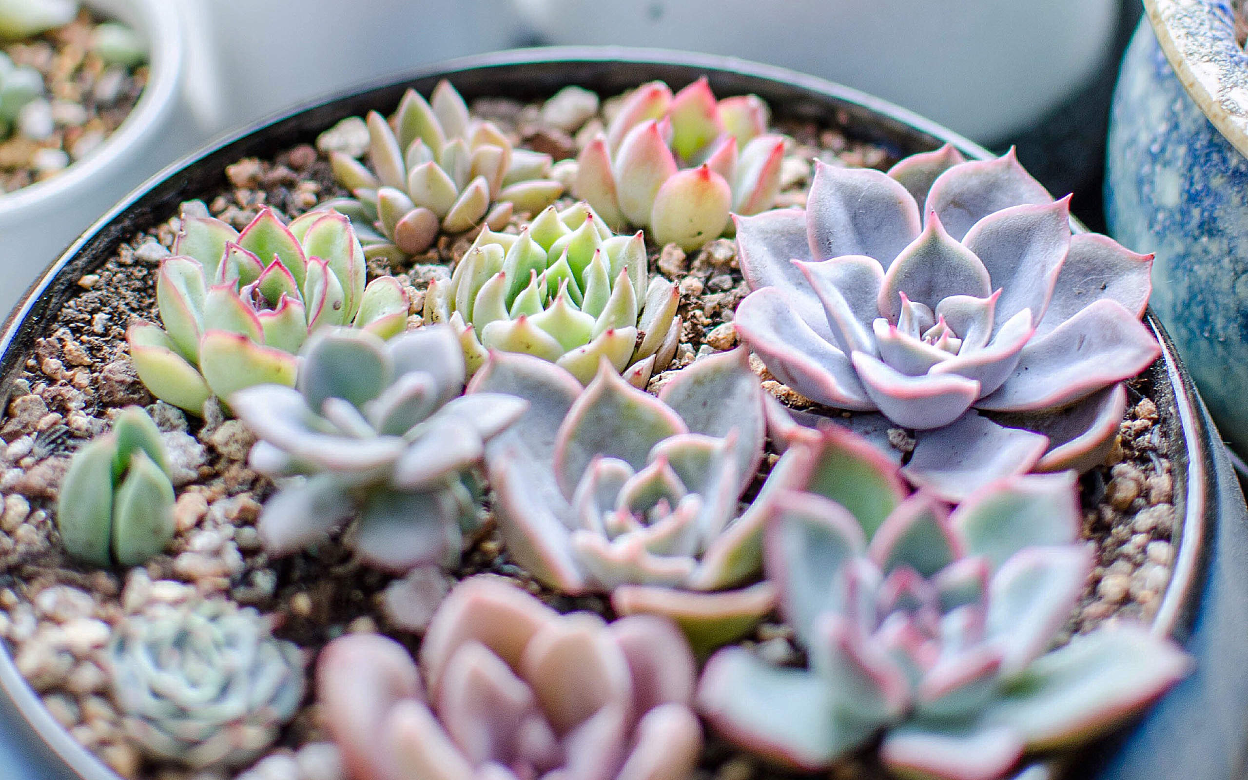 多肉植物图片