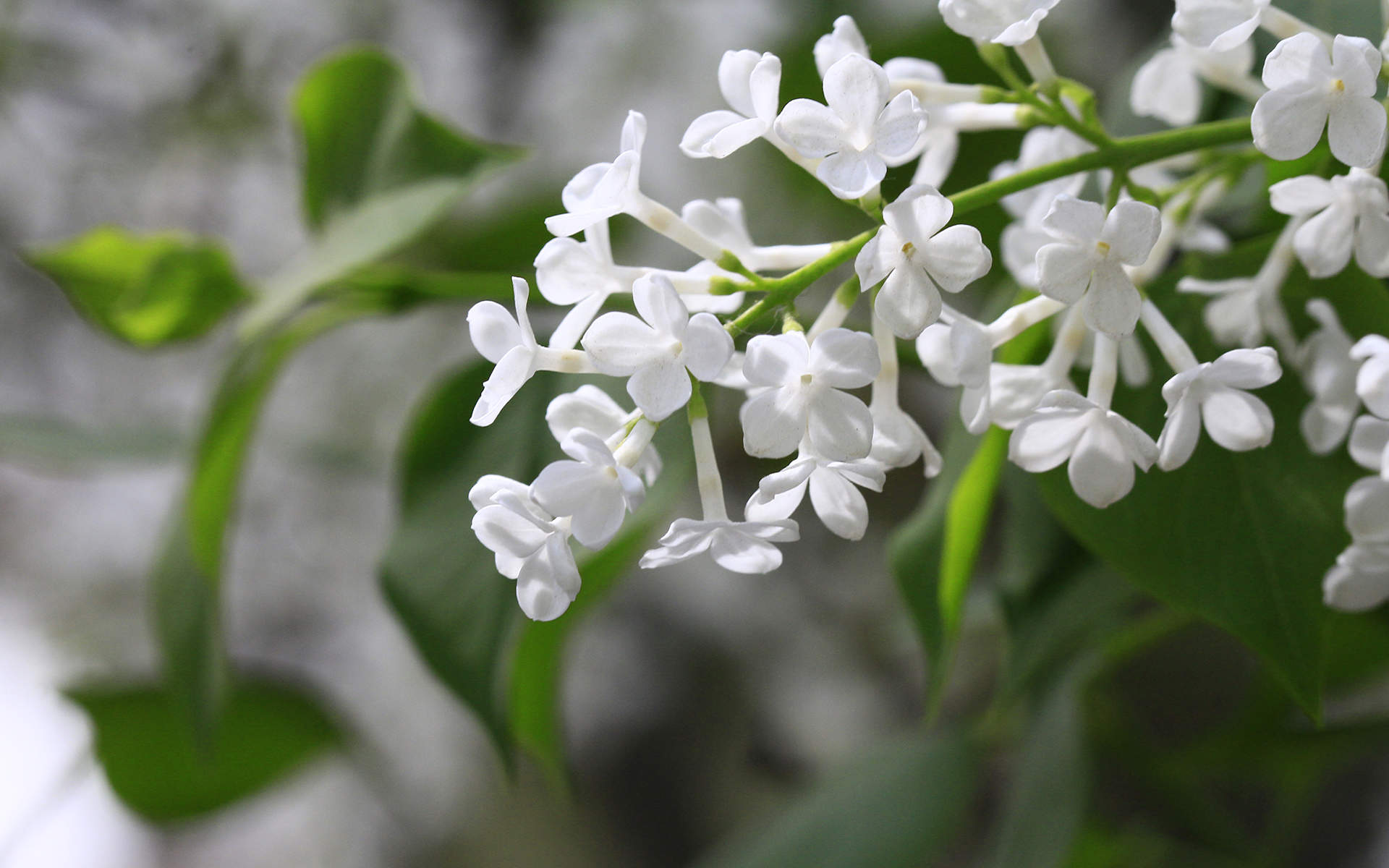 高清丁香花高清植物图片电脑高清桌面壁纸图片