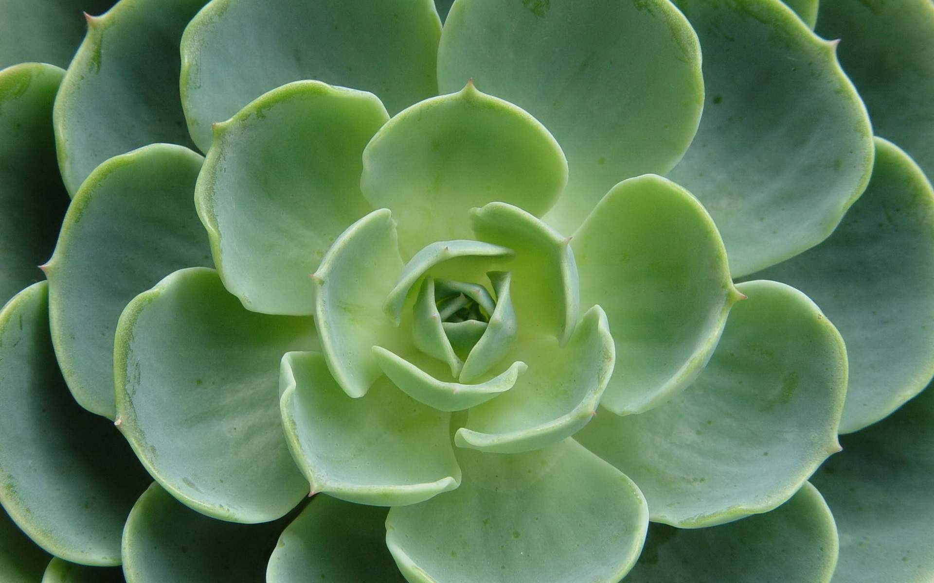 多肉植物图片