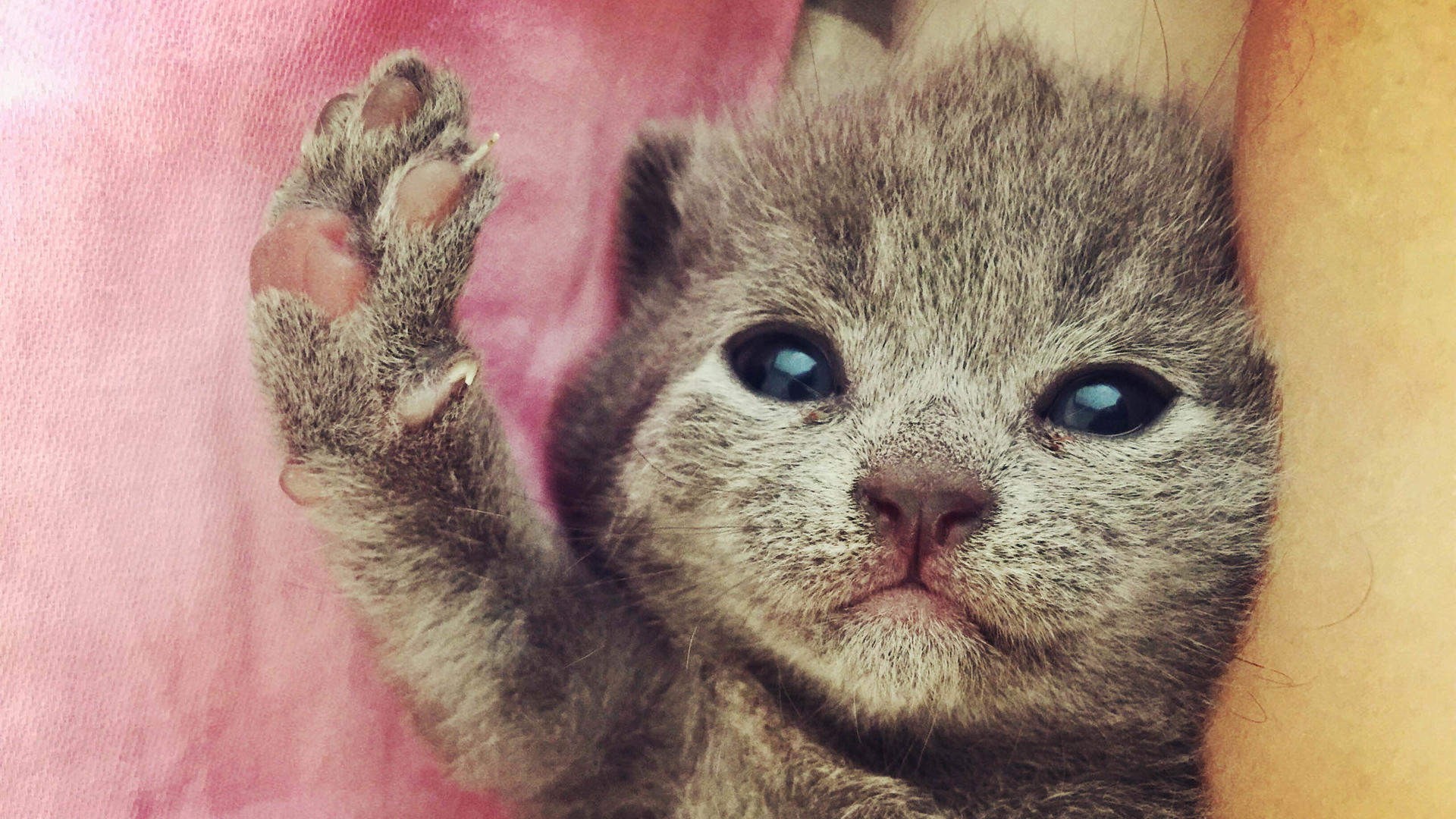 可爱超清的大图合集猫咪手机壁纸下载图片