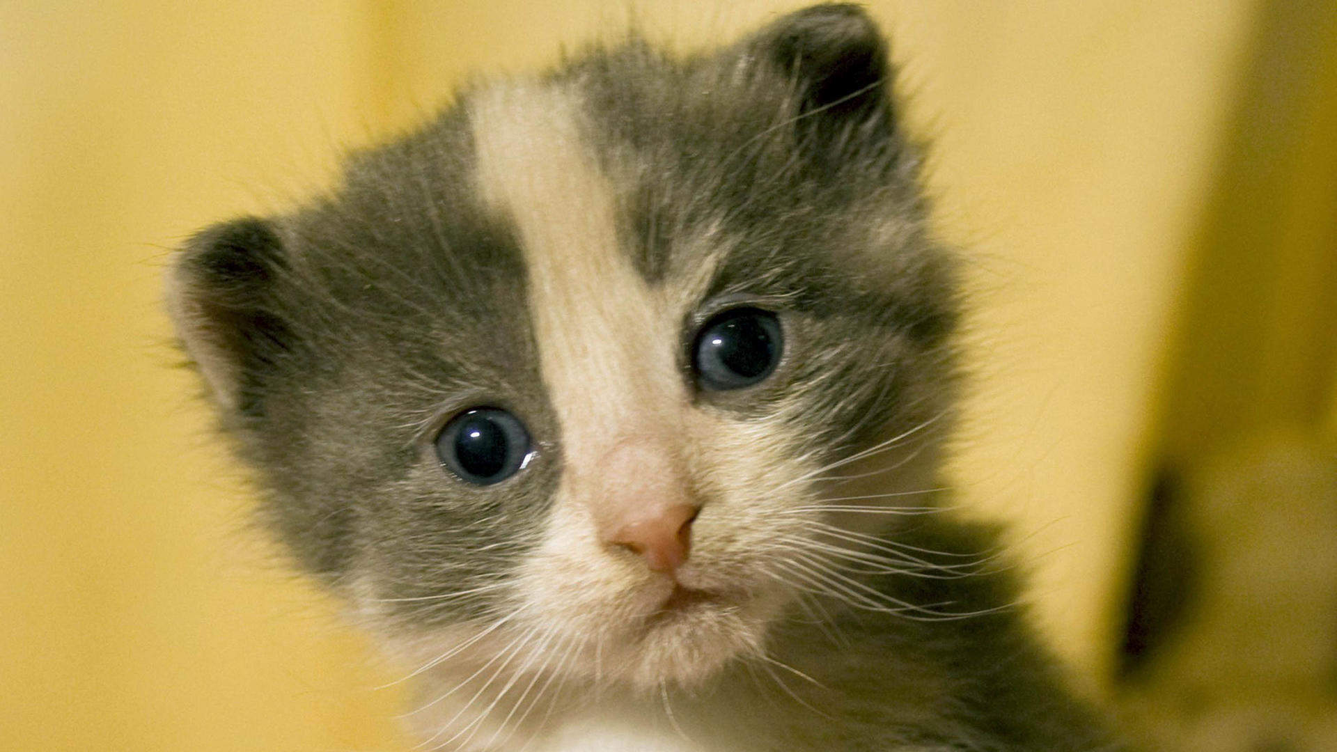 猫咪图片