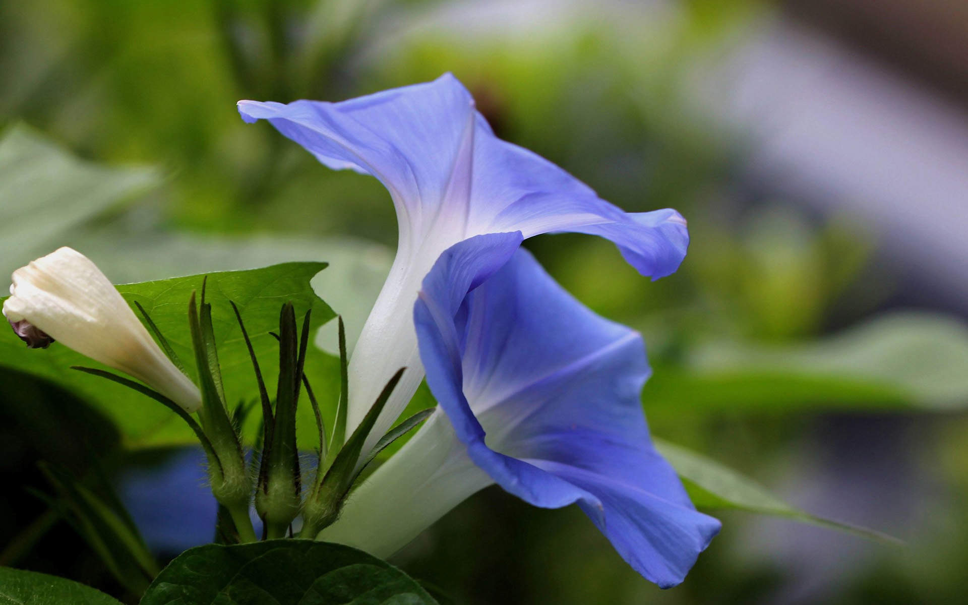 牵牛花图片