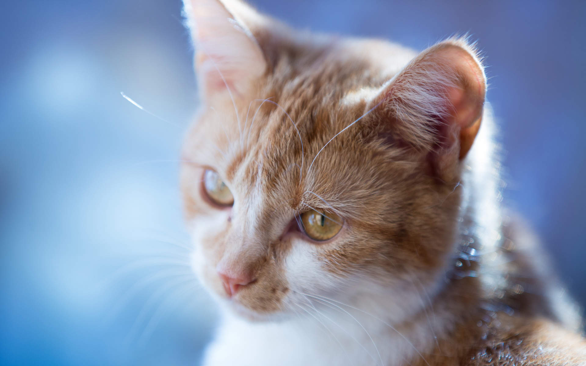 呆萌小猫咪可爱桌面壁纸图片