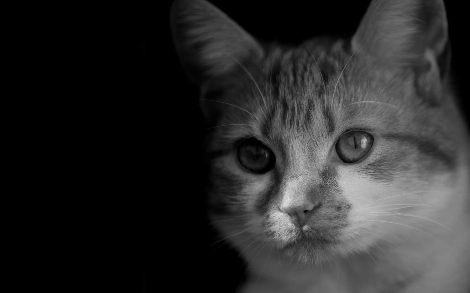 2016年10月日历可爱猫咪高清电脑壁纸图片
