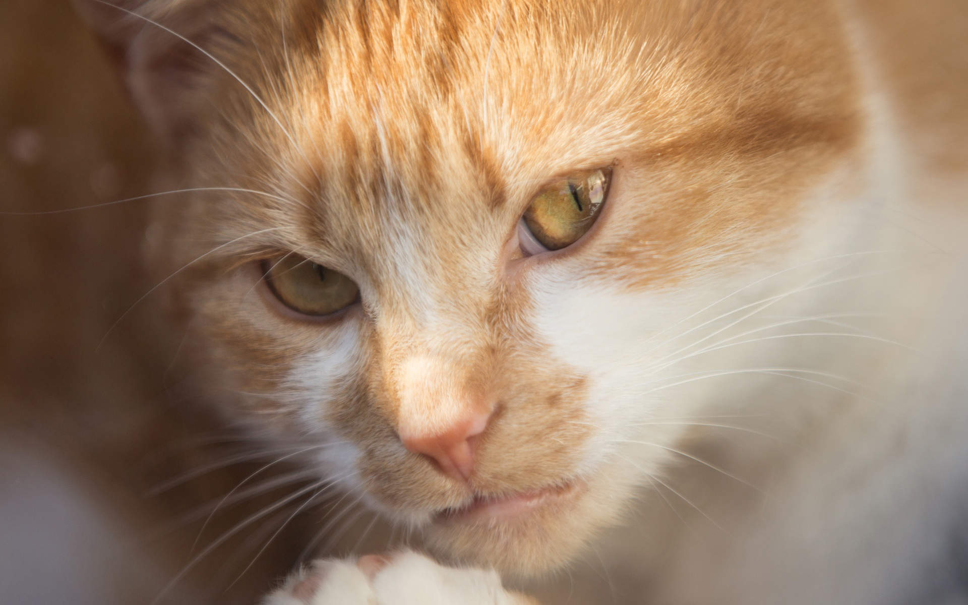 毛茸茸的可爱猫咪图片桌面壁纸图片