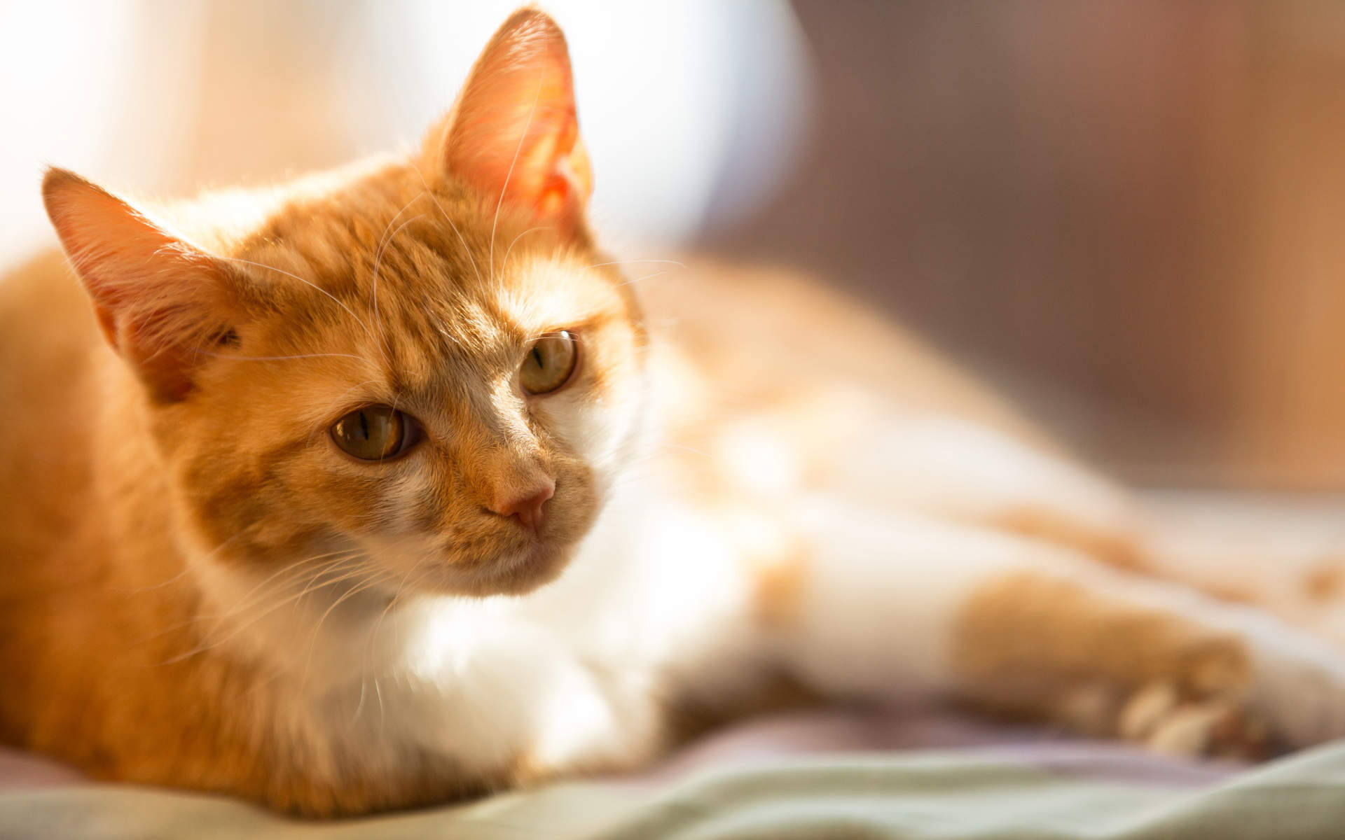 可爱超清的大图合集猫咪手机壁纸下载图片