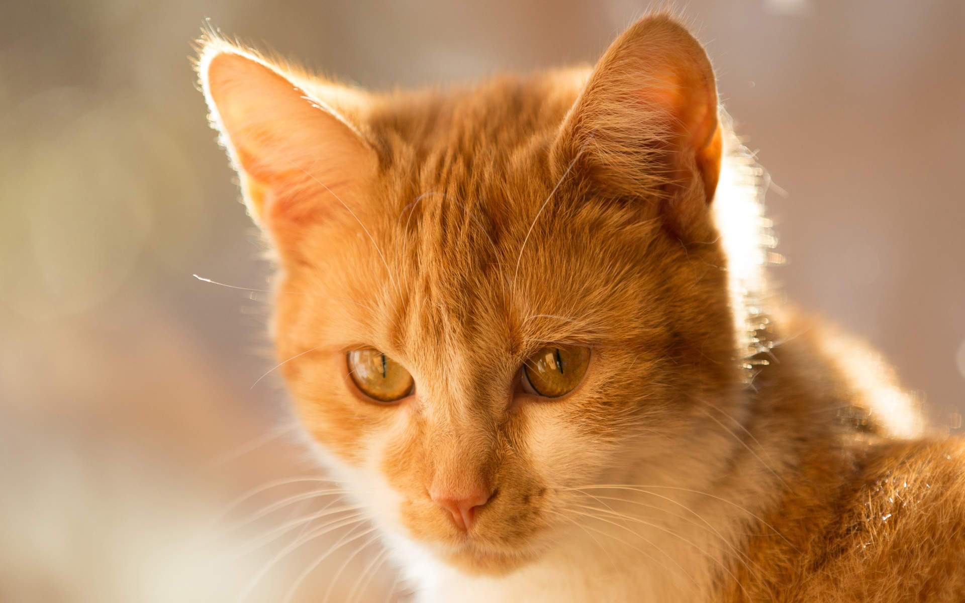 可爱超清的大图合集猫咪手机壁纸下载图片