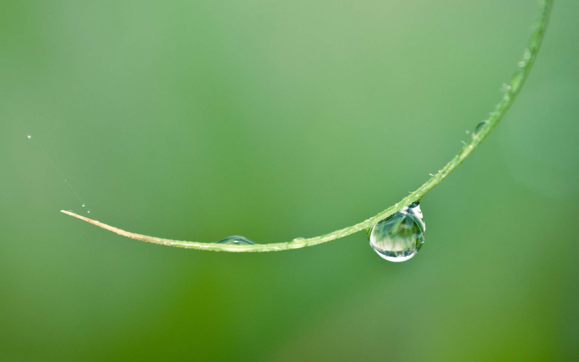 高清雨水清新护眼绿色水滴露珠高清桌面壁纸图片