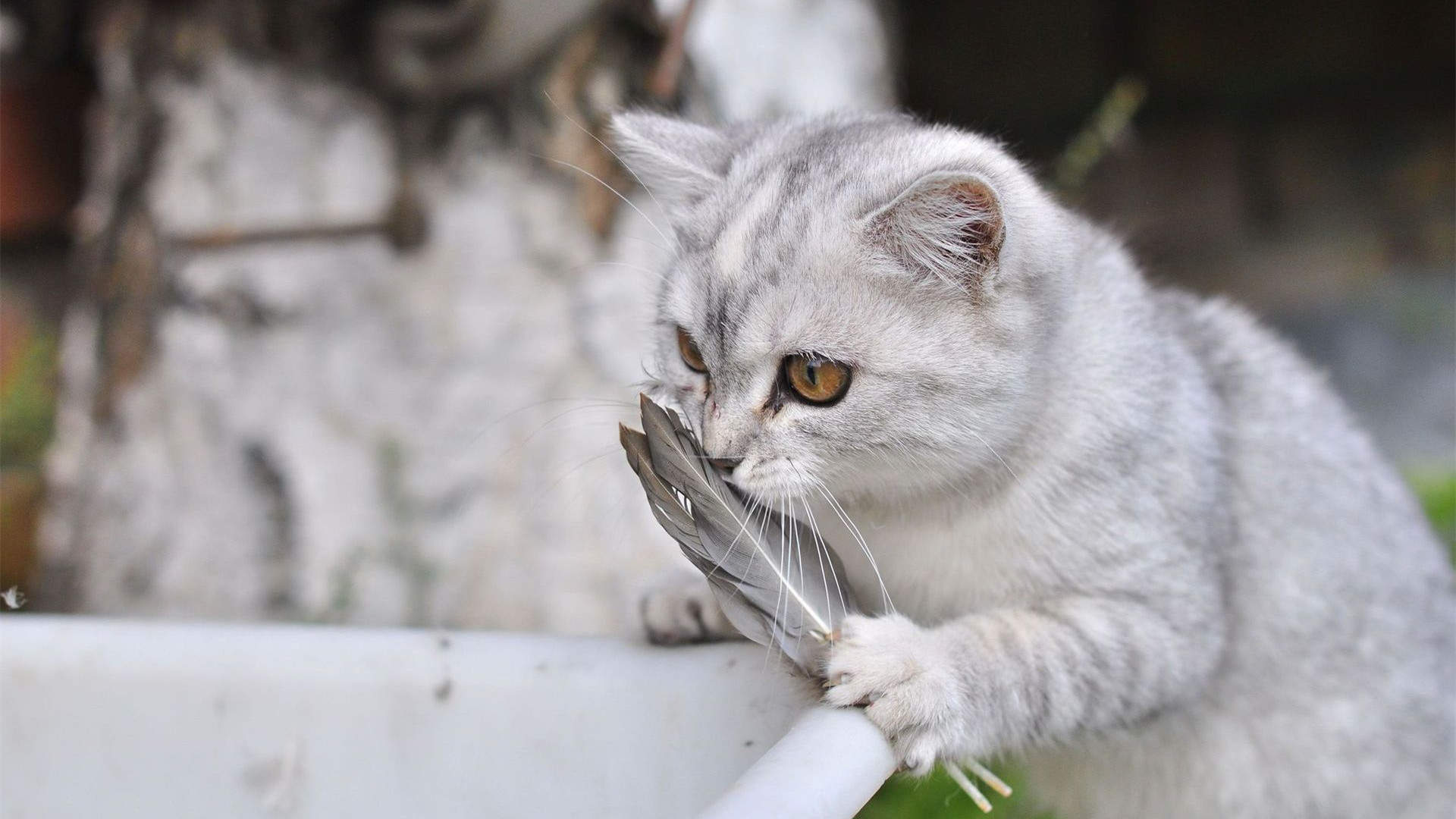 可爱动物猫咪高清桌面壁纸图片