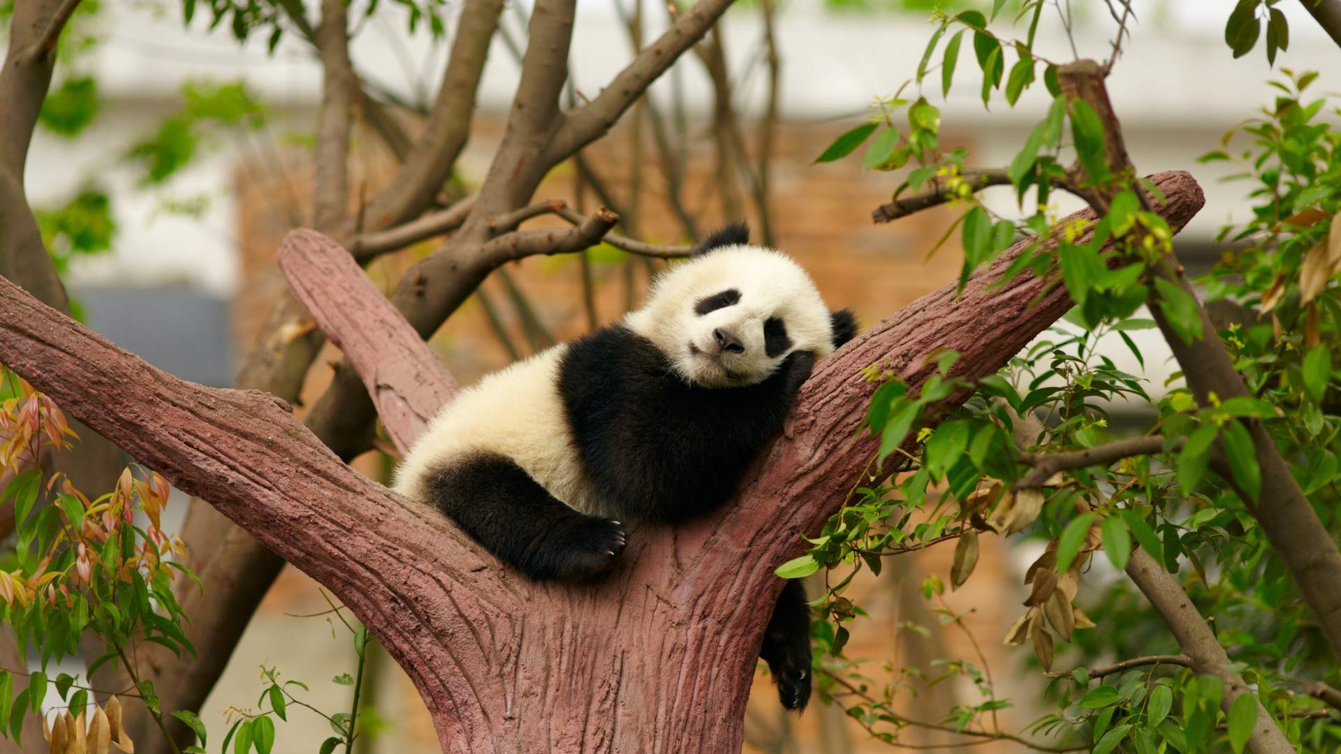 爱卖萌的国宝大熊猫可爱动物图片桌面壁纸高清图片