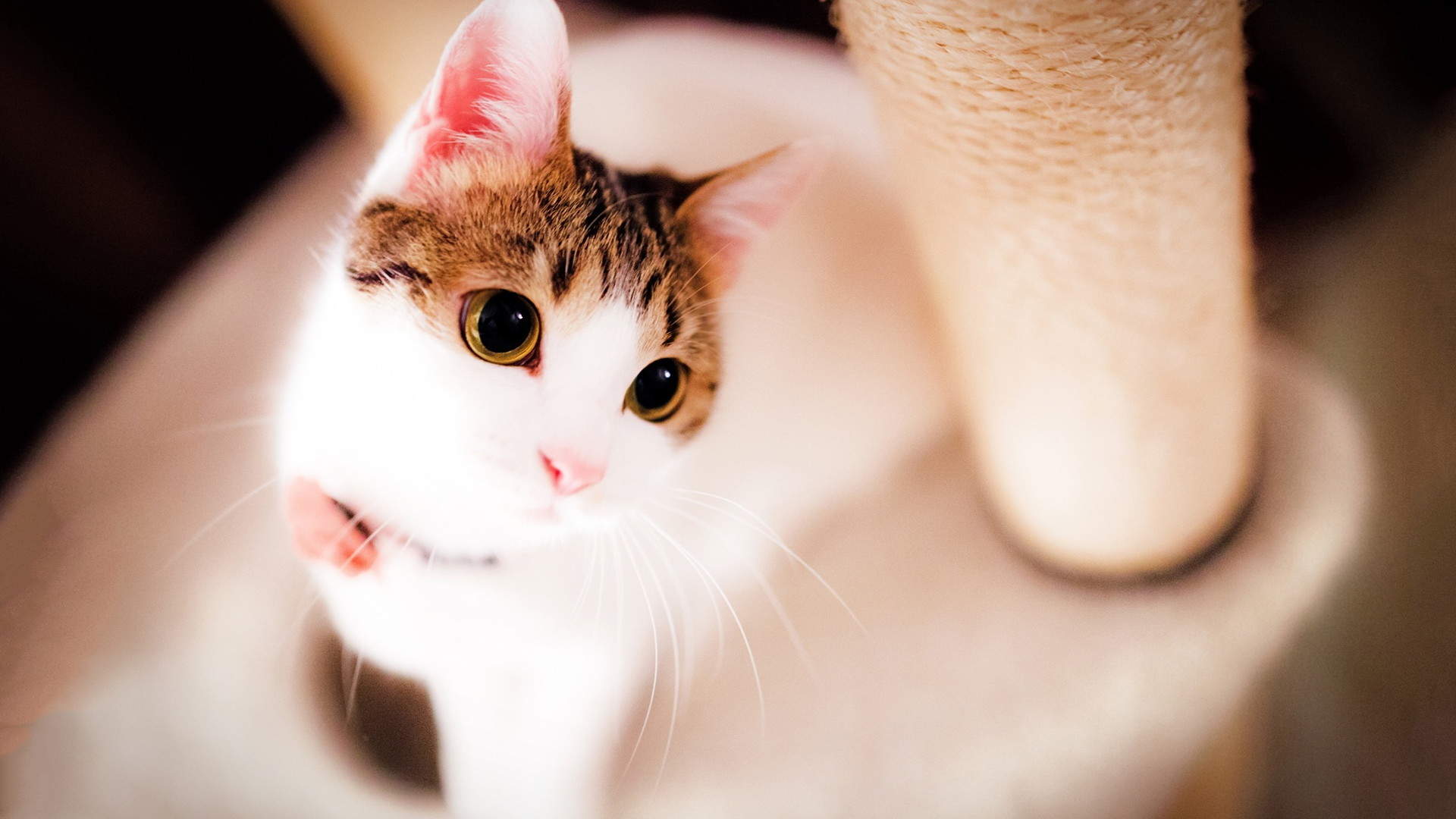 可爱的喵星人灰色苏格兰折耳猫电脑桌面壁纸下载图片