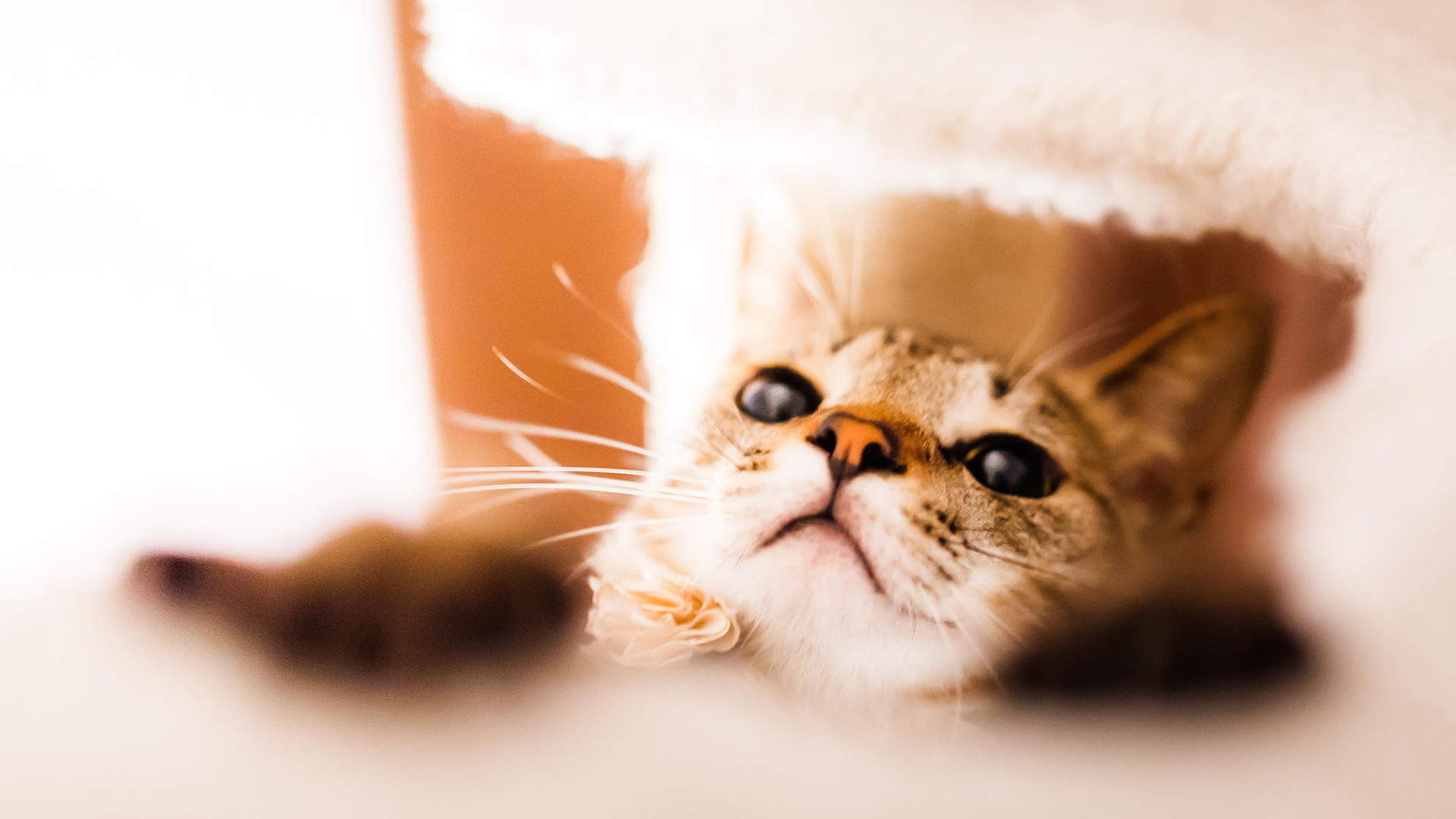 可爱的喵星人灰色苏格兰折耳猫电脑桌面壁纸下载图片