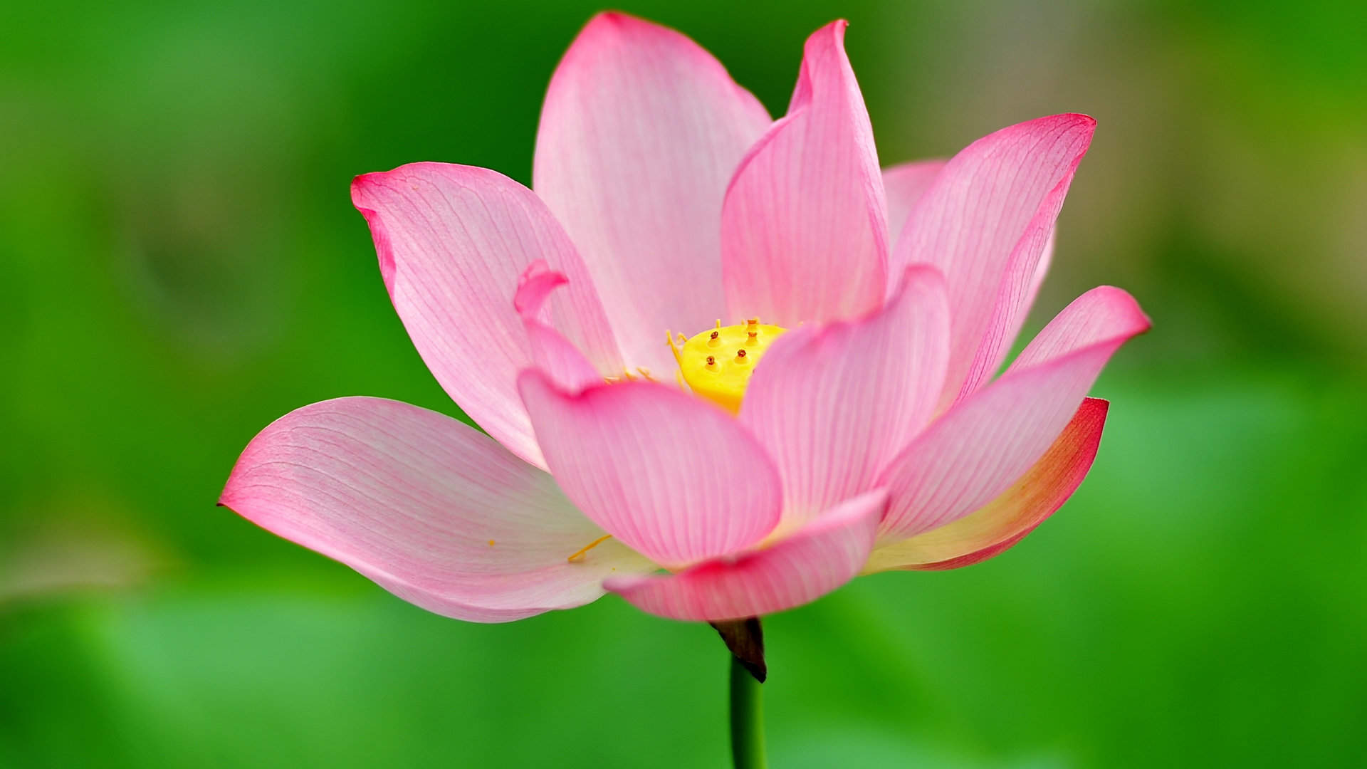 荷花图片图片