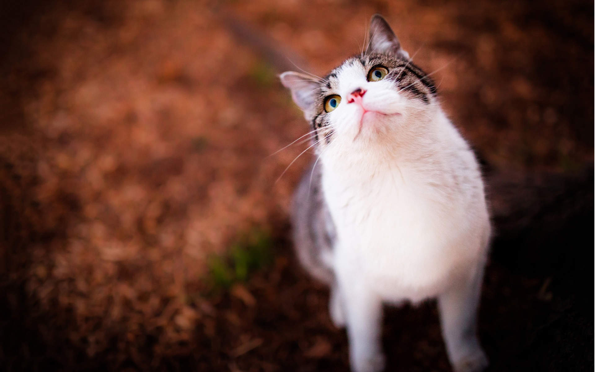 树上可爱猫咪高清手机壁纸图片