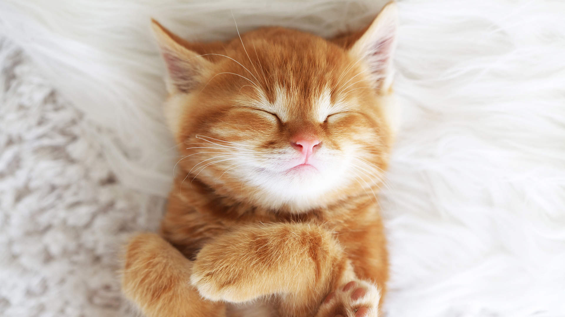 可爱动物猫咪精选高清电脑桌面壁纸图片大全第二辑图片