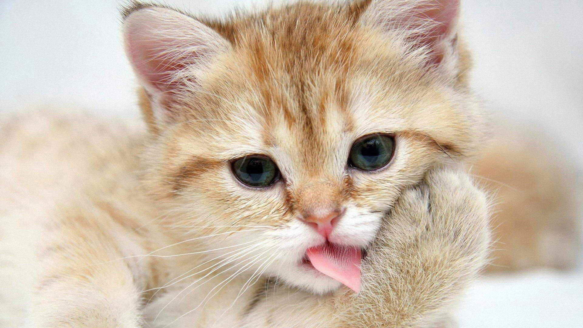 可爱小猫咪图片桌面壁纸图片