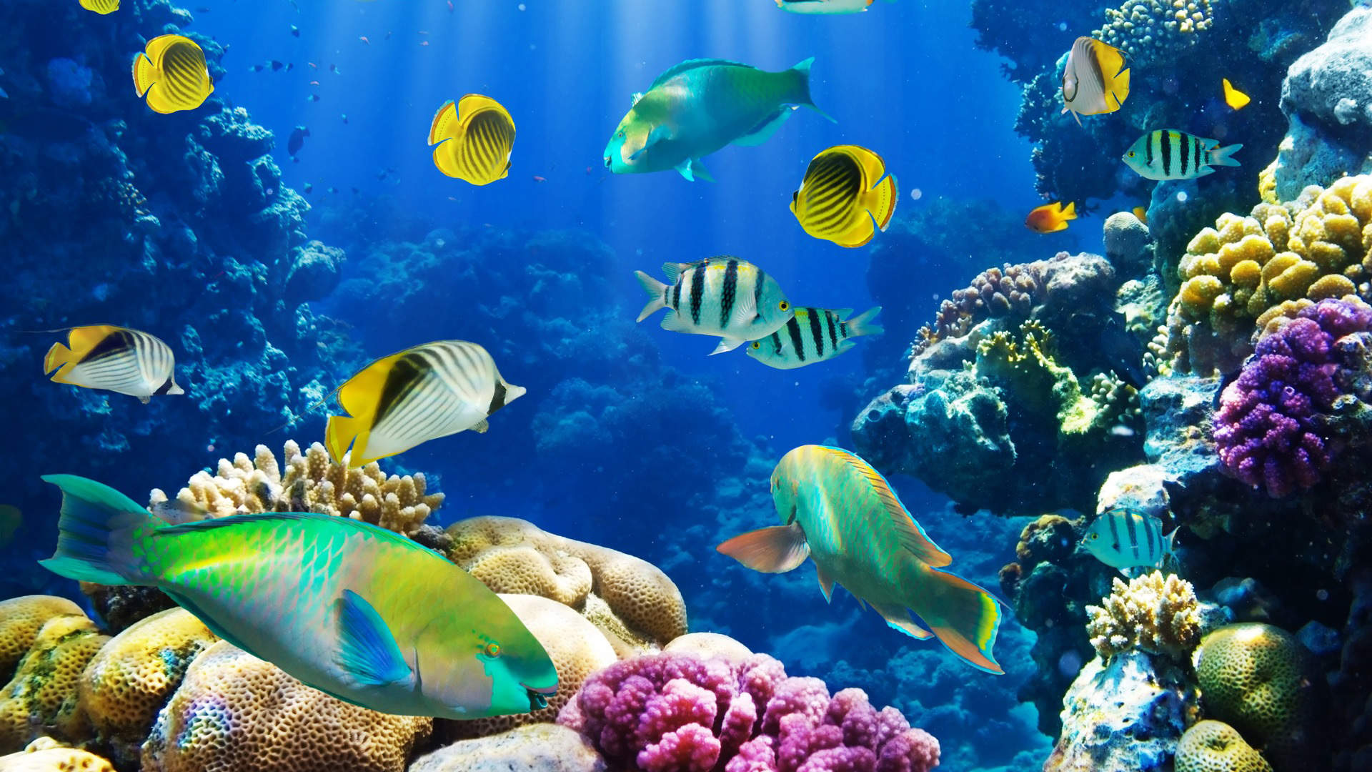 唯美海洋生物水母高清手机壁纸图片