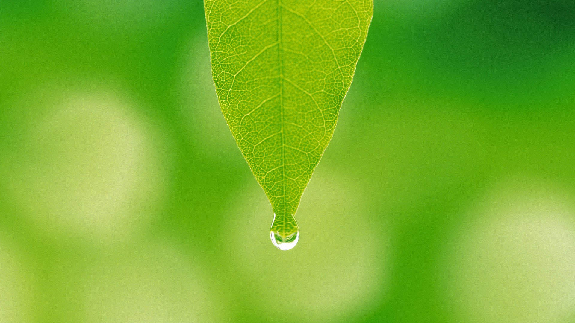 高清雨水清新护眼绿色水滴露珠高清桌面壁纸图片
