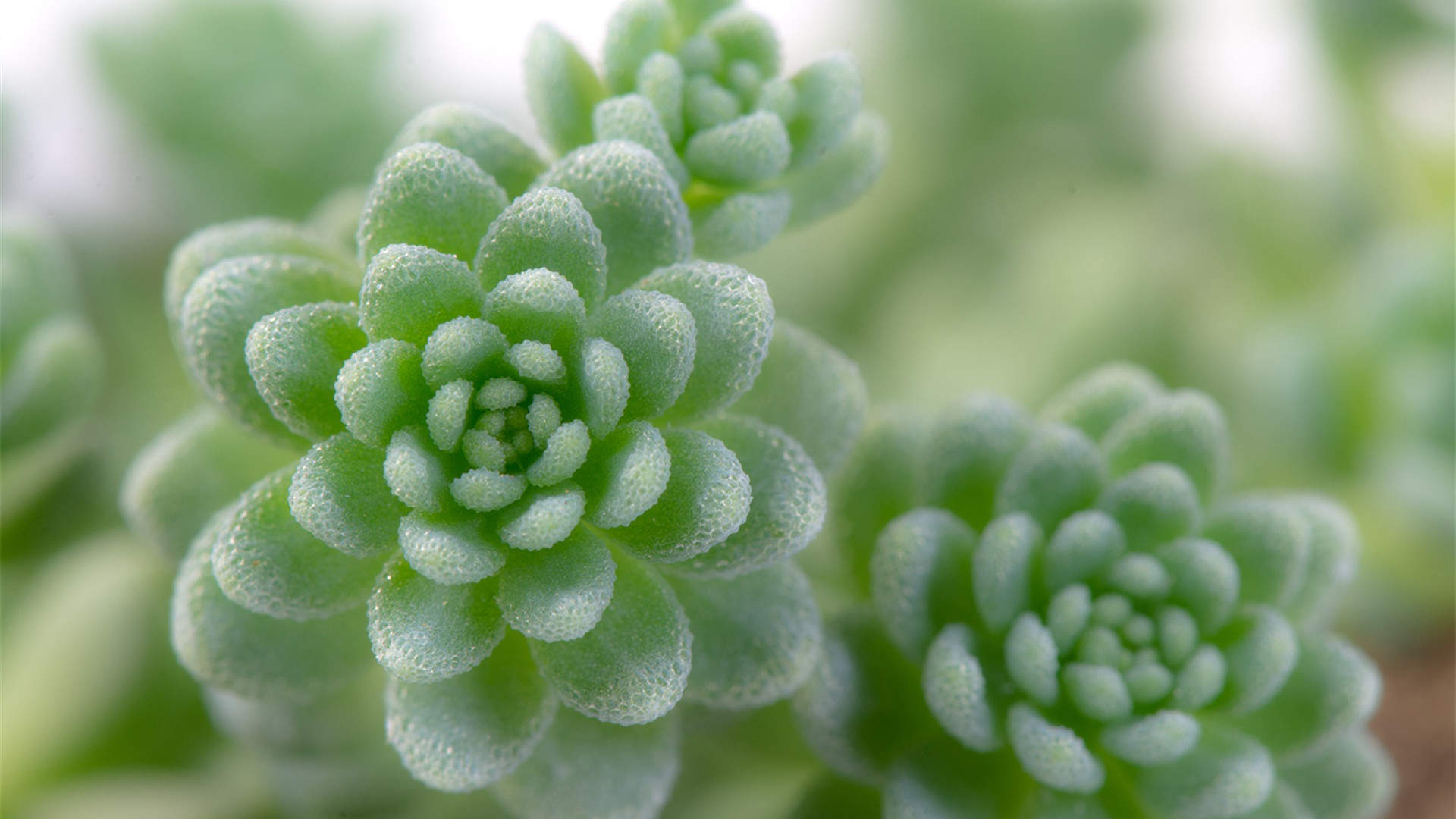 多肉植物创意多边形插画图片图片