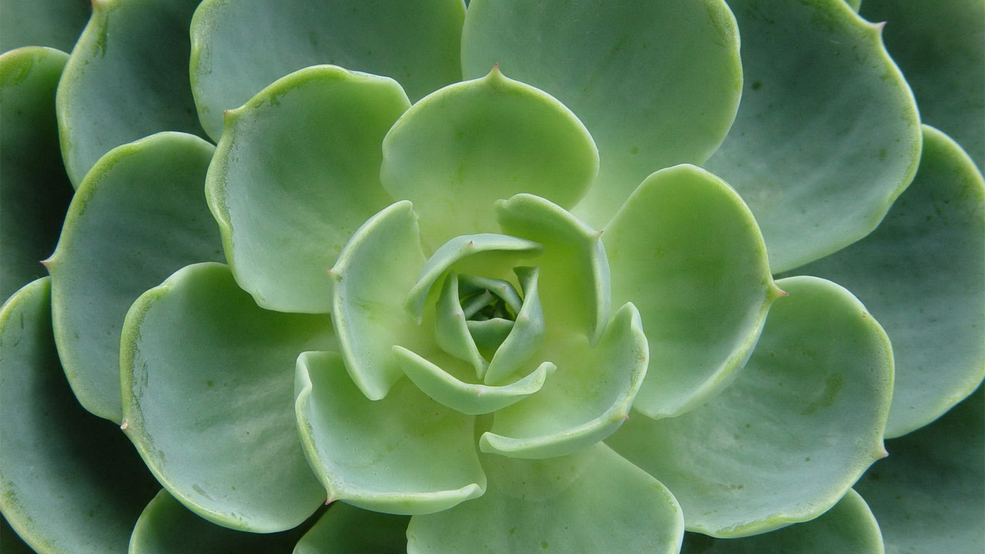 多肉植物图片
