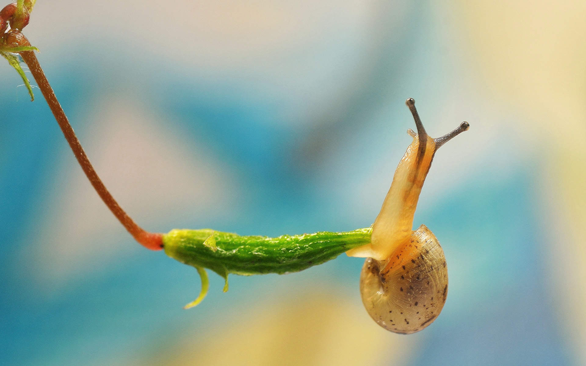 爬行虫类图片