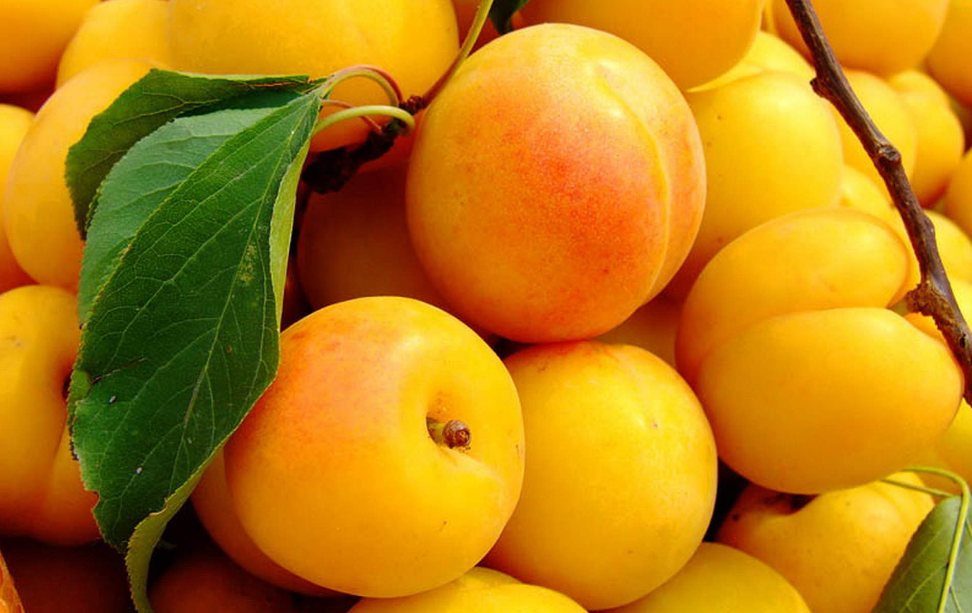 高清水果清新酸甜可口的柠檬水果图片桌面壁纸图片