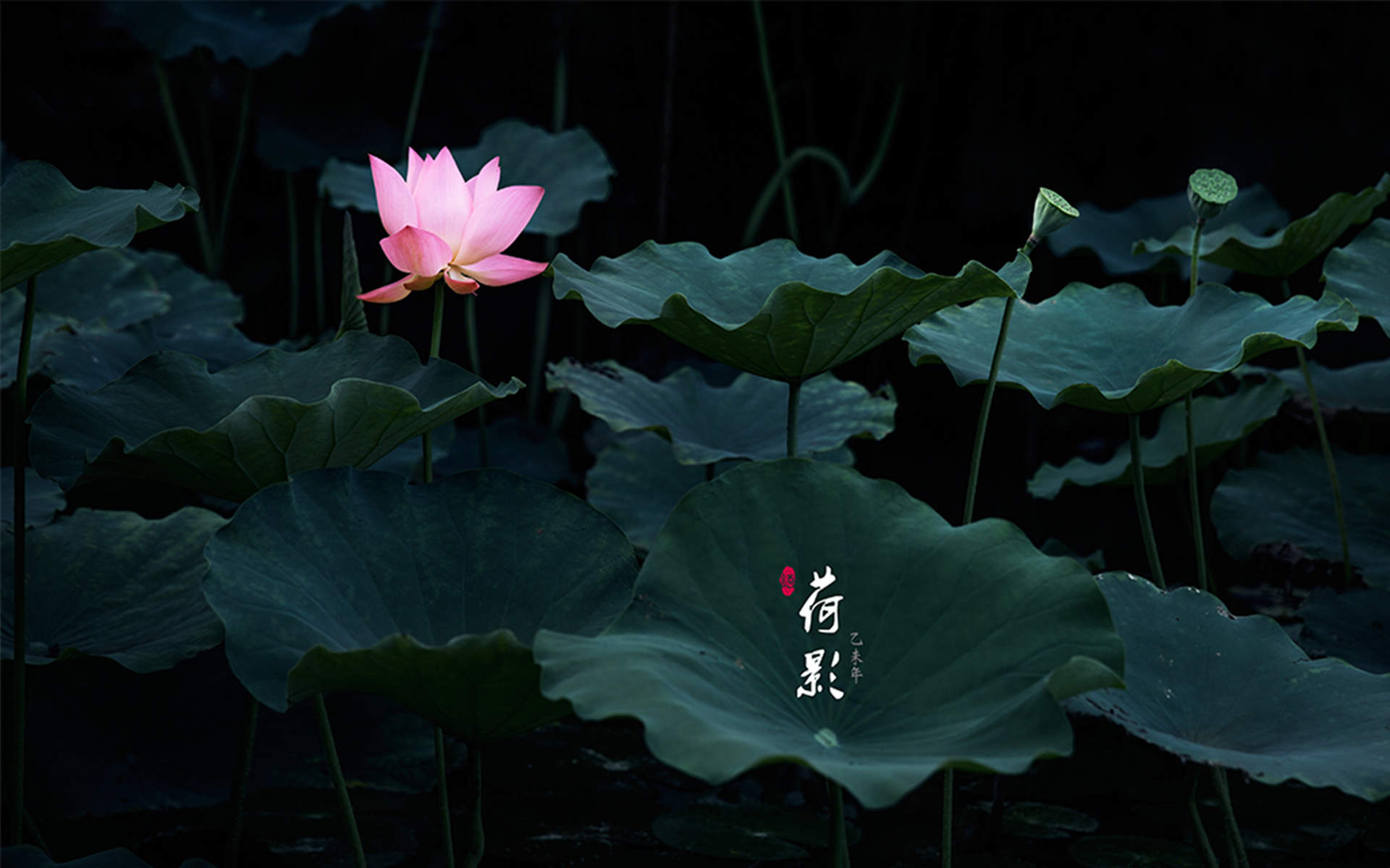 夏日唯美新清荷花护眼图片高清手机壁纸下载图片