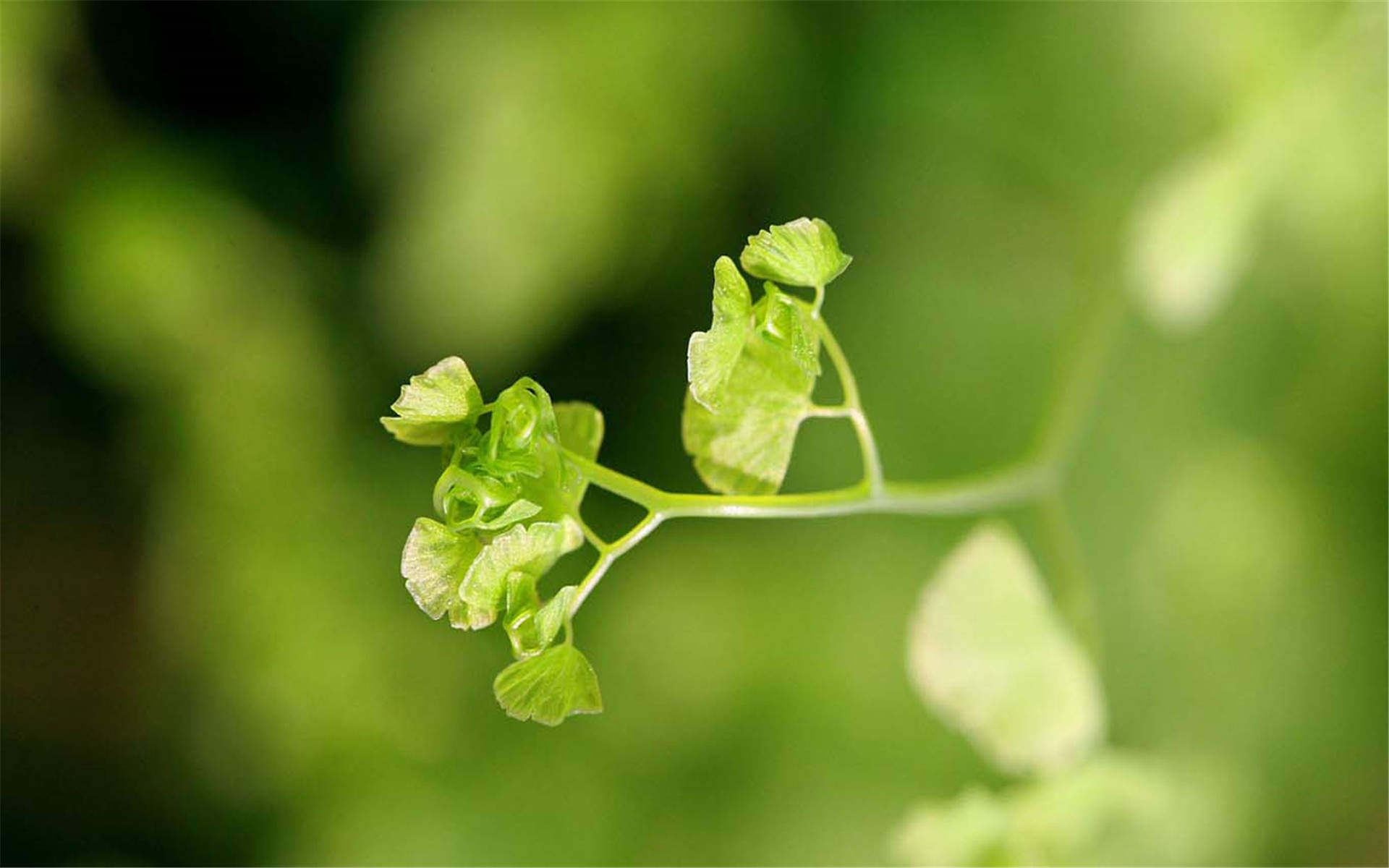 养眼护眼铁线蕨常绿草本植物桌面壁纸 第一辑图片