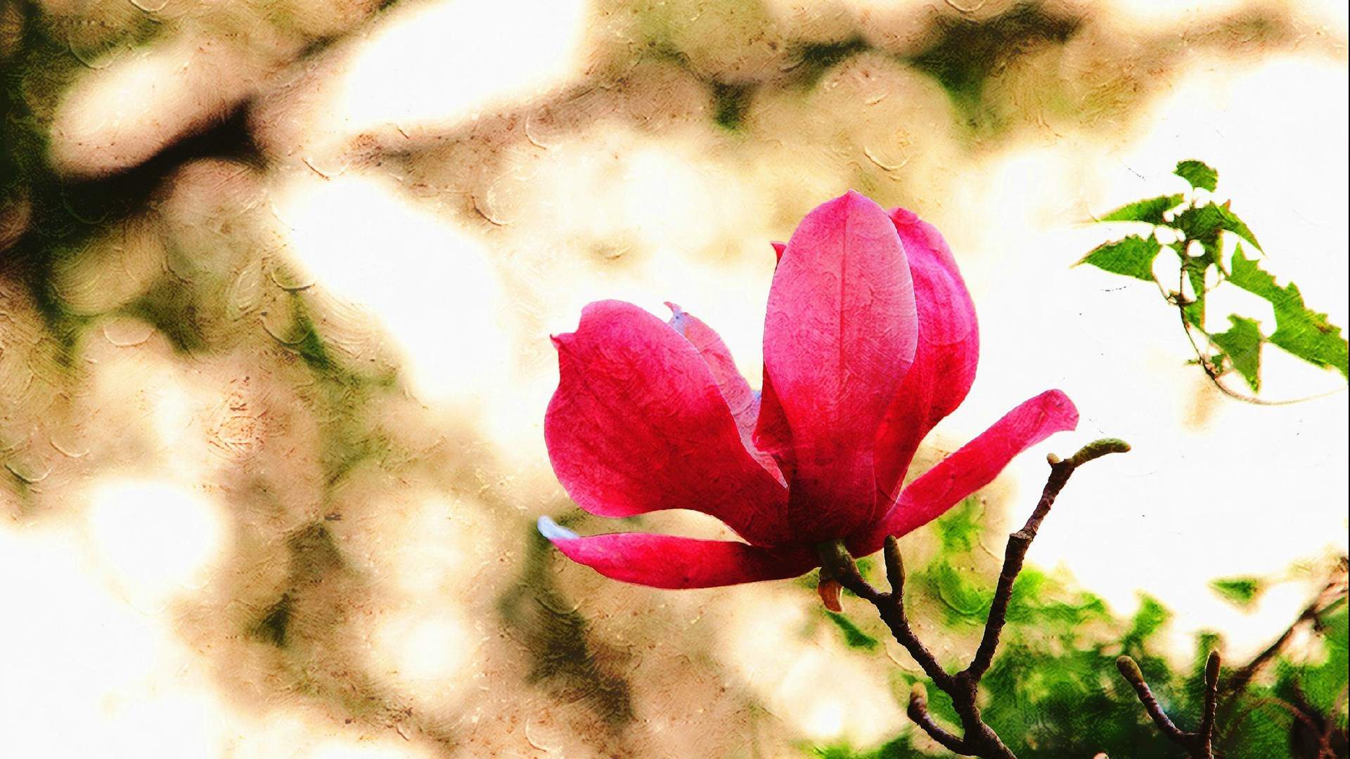 精选兰花高清植物桌面壁纸图片