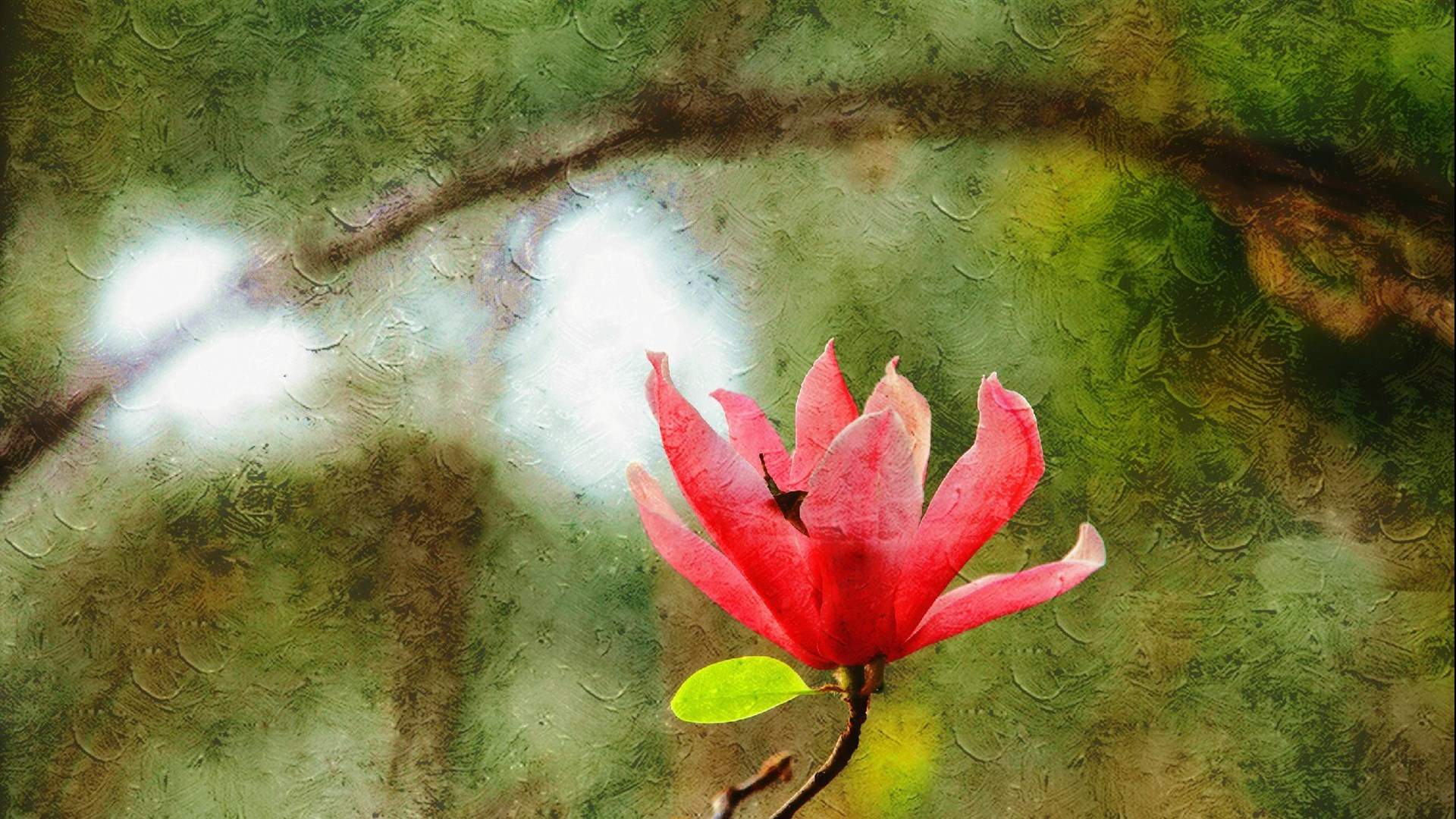 精选兰花高清植物桌面壁纸图片