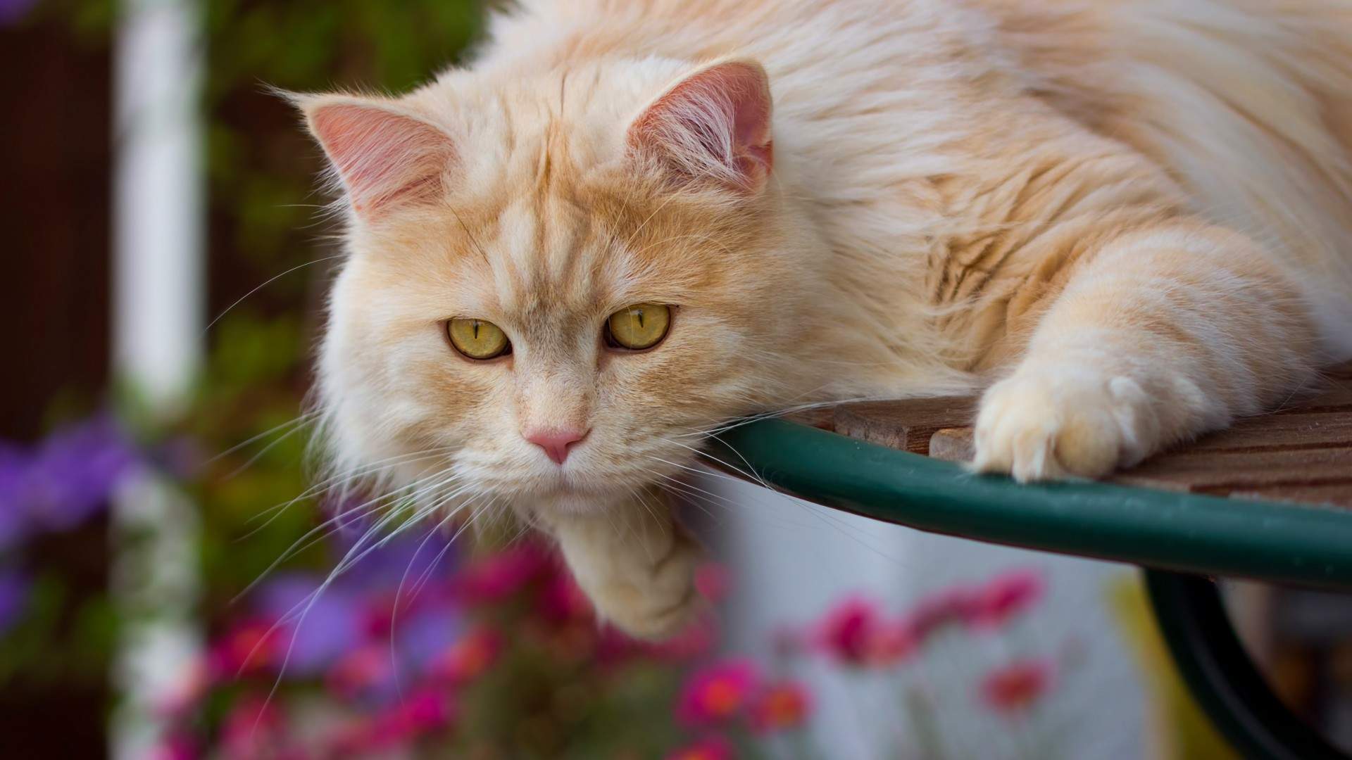 呆萌小猫咪可爱桌面壁纸图片