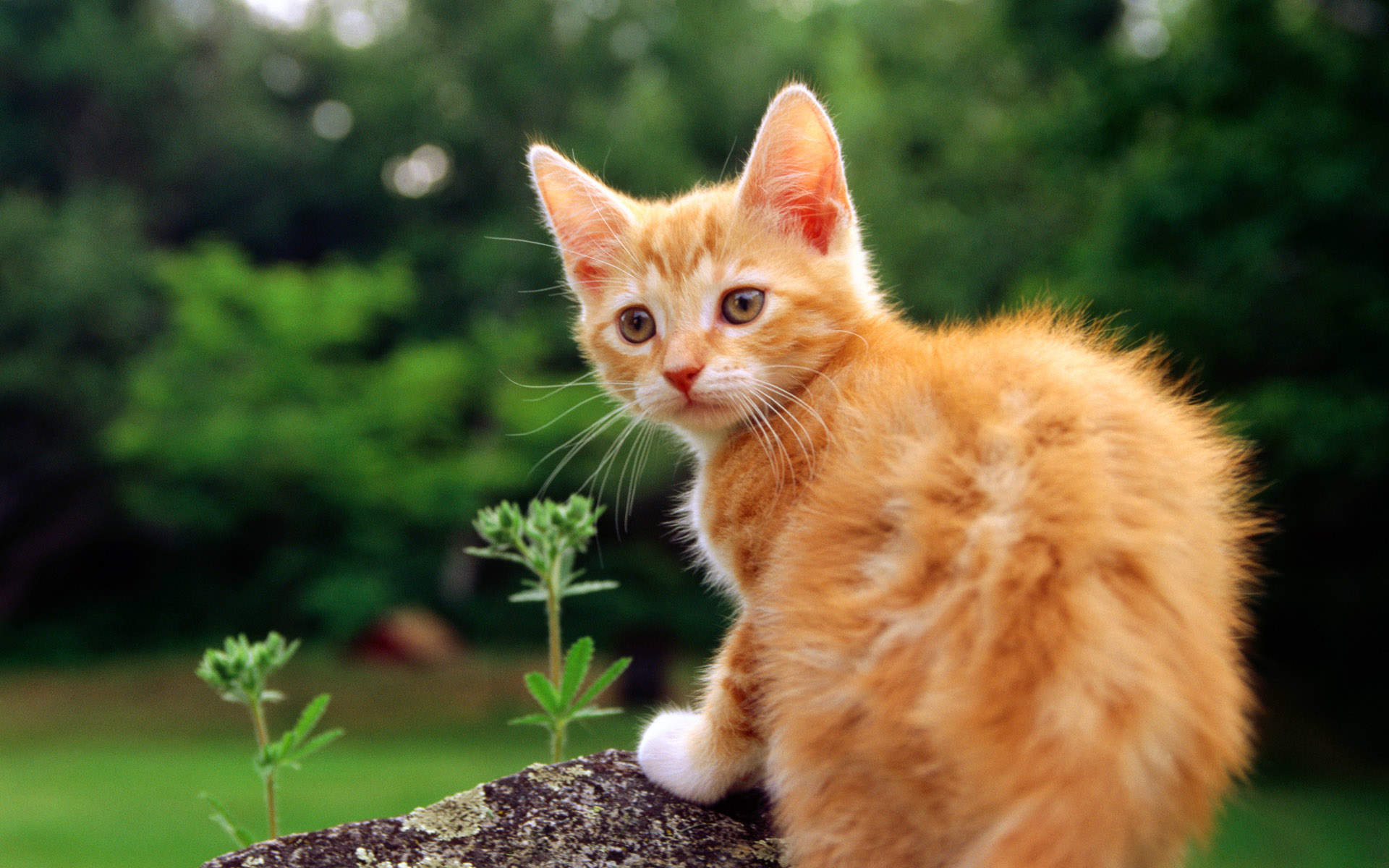 2016年9月日历可爱动物猫咪高清桌面壁纸图片大全图片