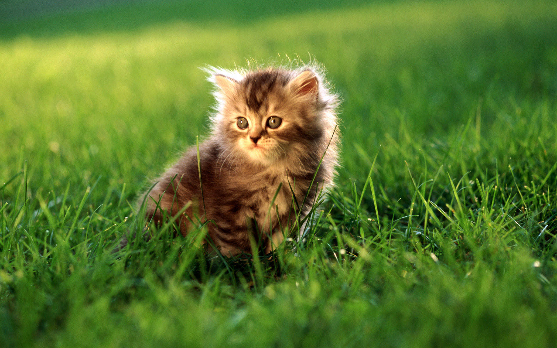 可爱动物猫咪精选高清电脑桌面壁纸图片大全第二辑图片