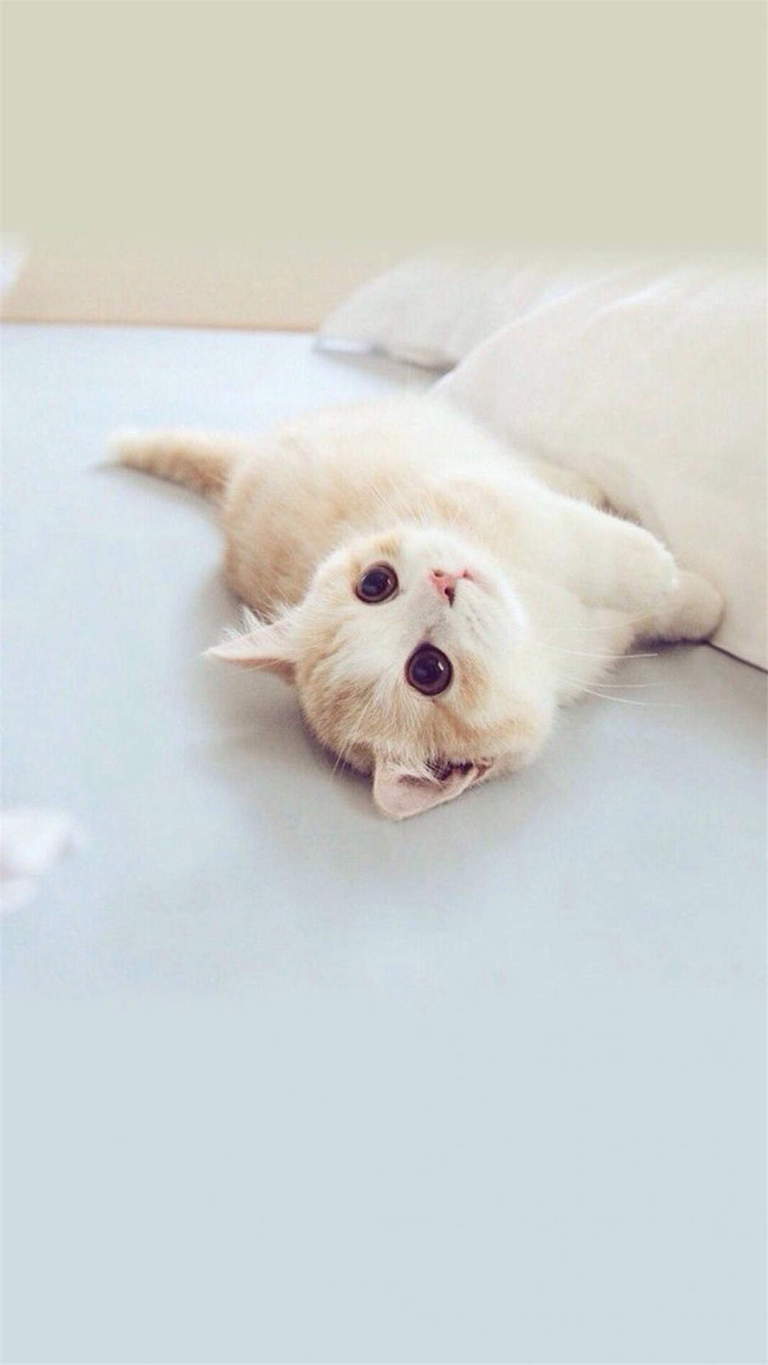 2016年10月日历可爱猫咪高清电脑壁纸图片