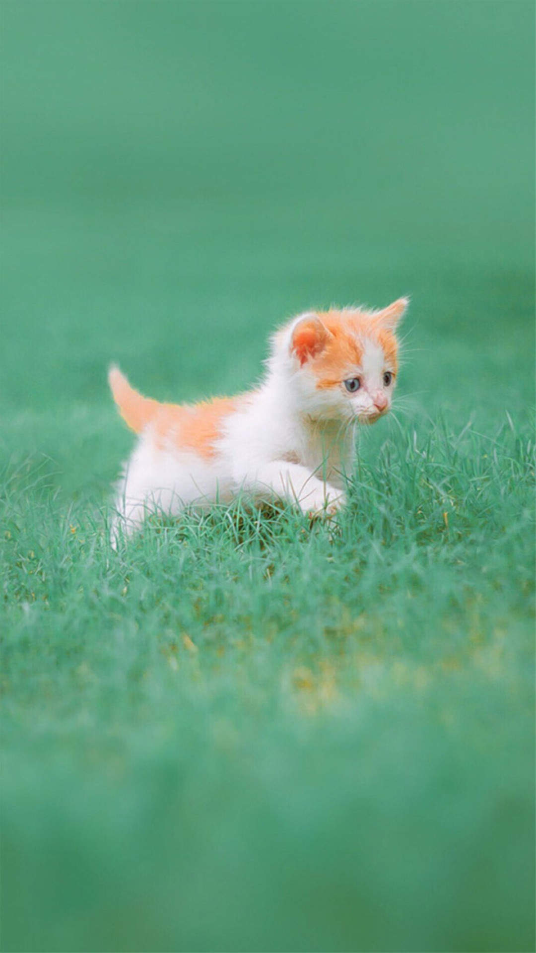 可爱超清的大图合集猫咪手机壁纸下载图片