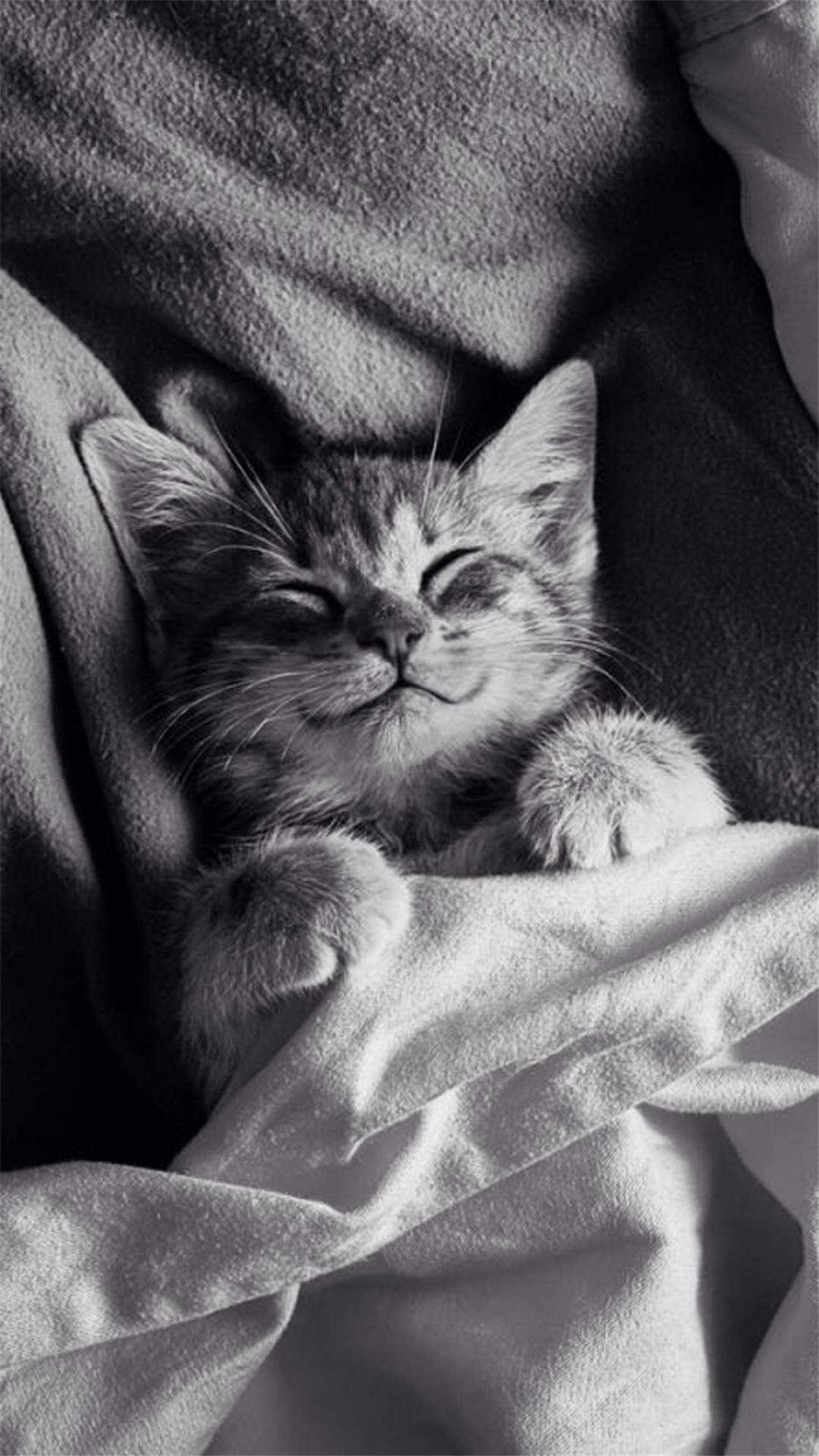猫咪图片