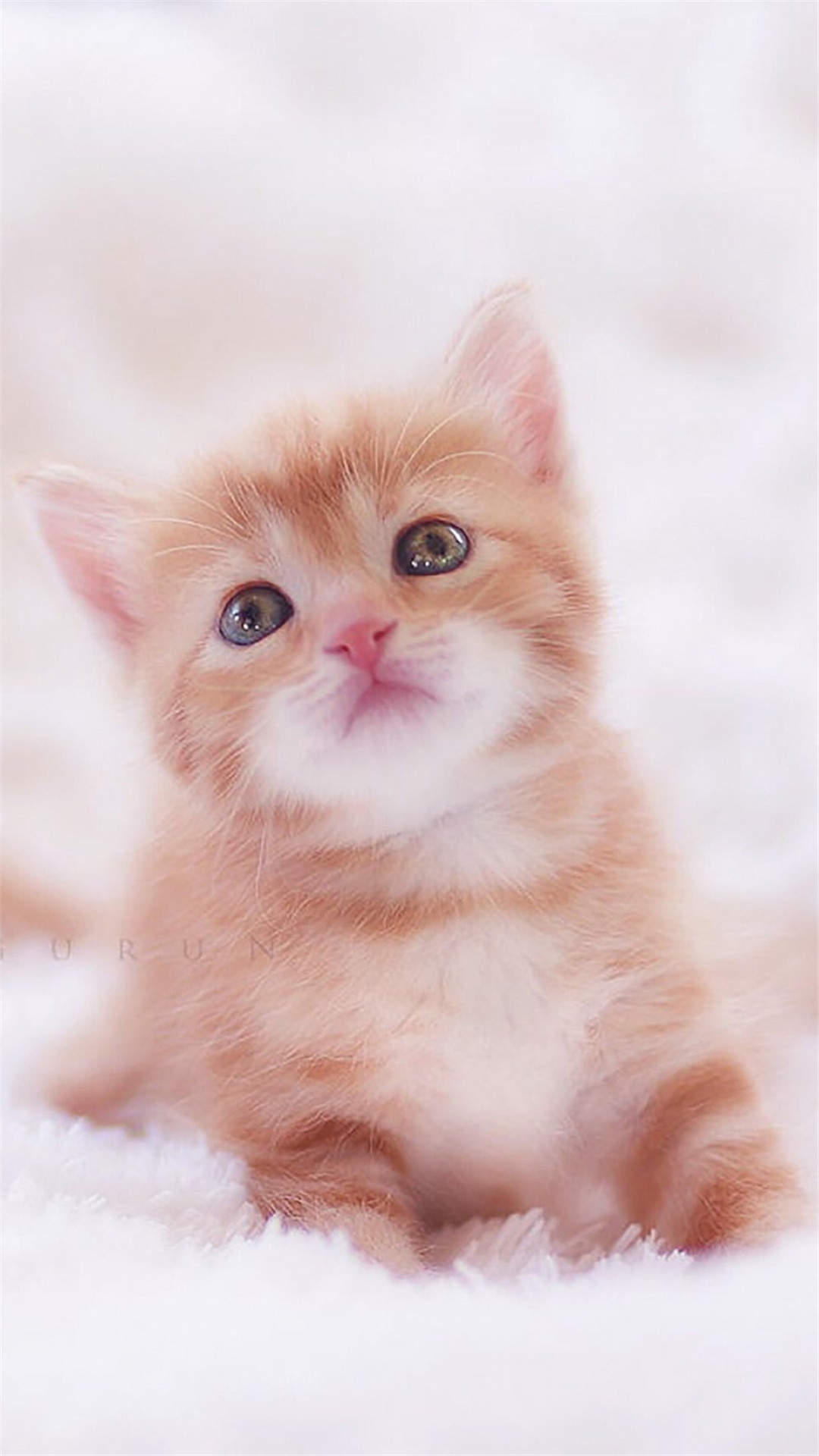 可爱超清的大图合集猫咪手机壁纸下载图片