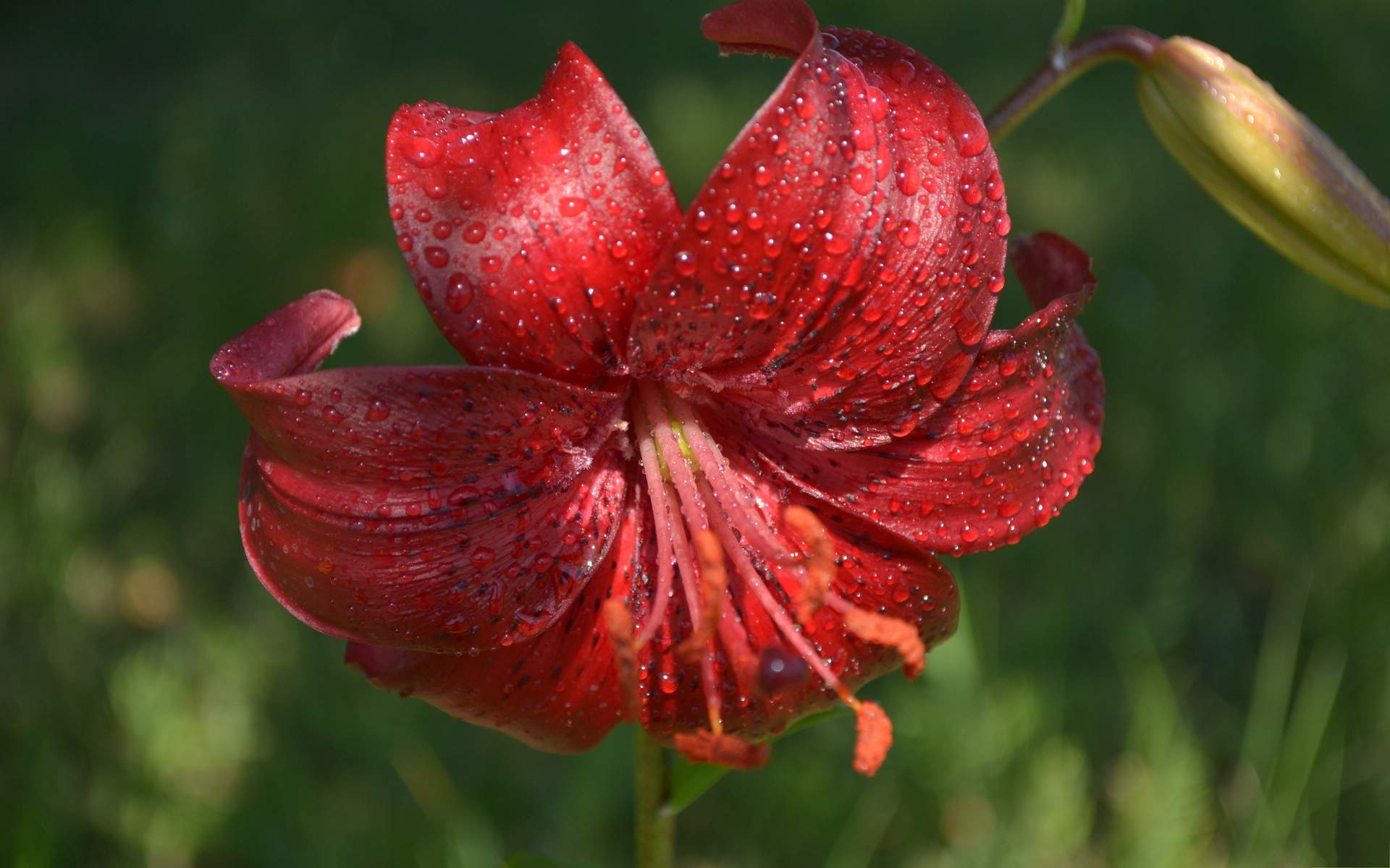 百合花图片