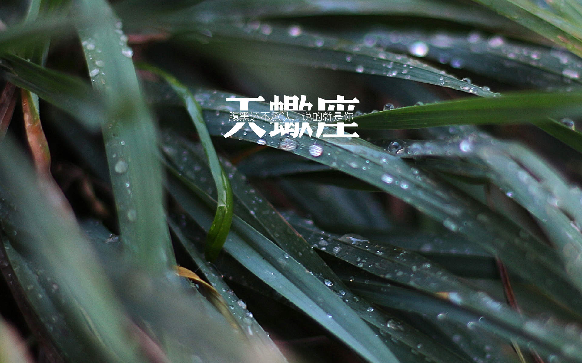 天蝎座图片