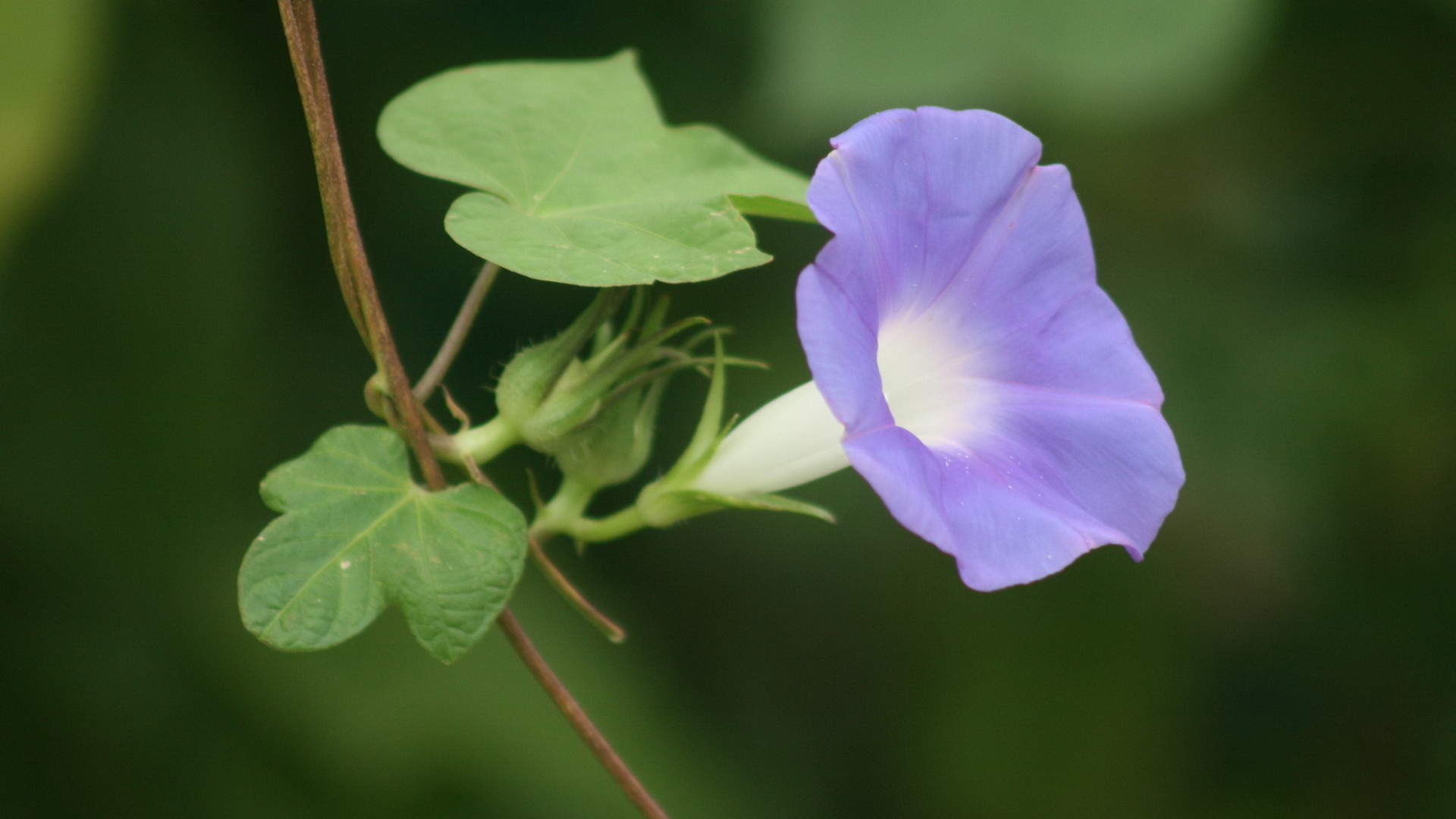牵牛花图片