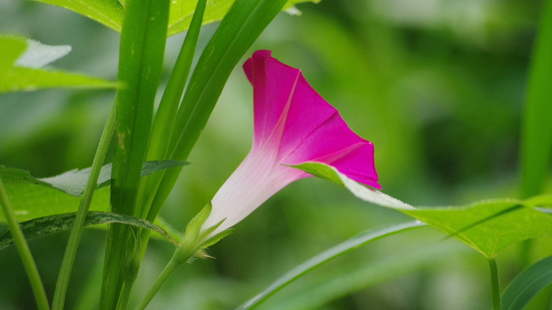 夏日小清新牵牛花壁纸第三辑图片