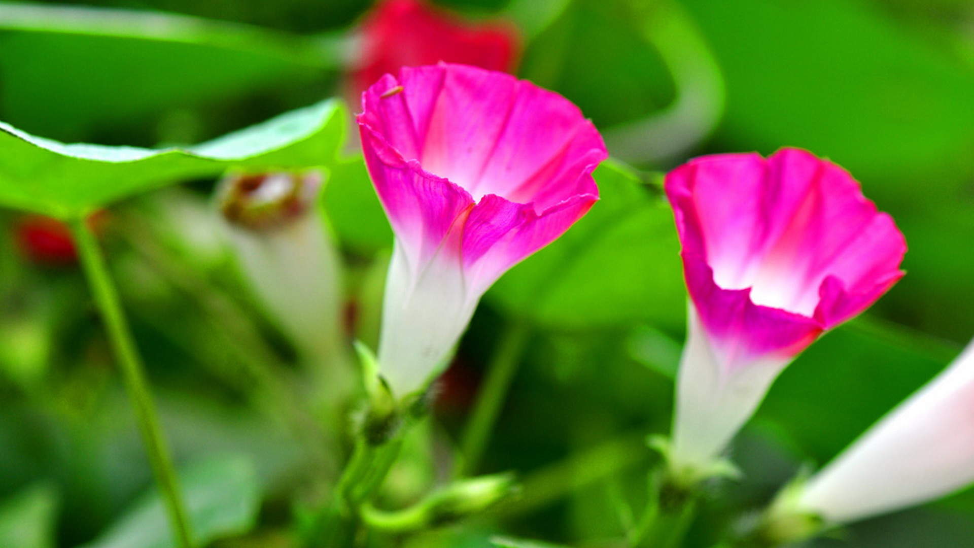 牵牛花图片