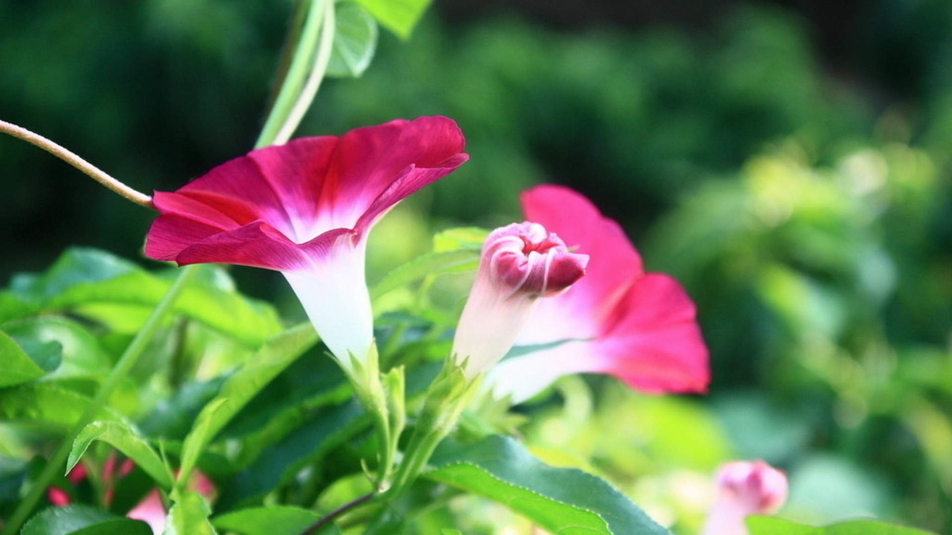 牵牛花图片